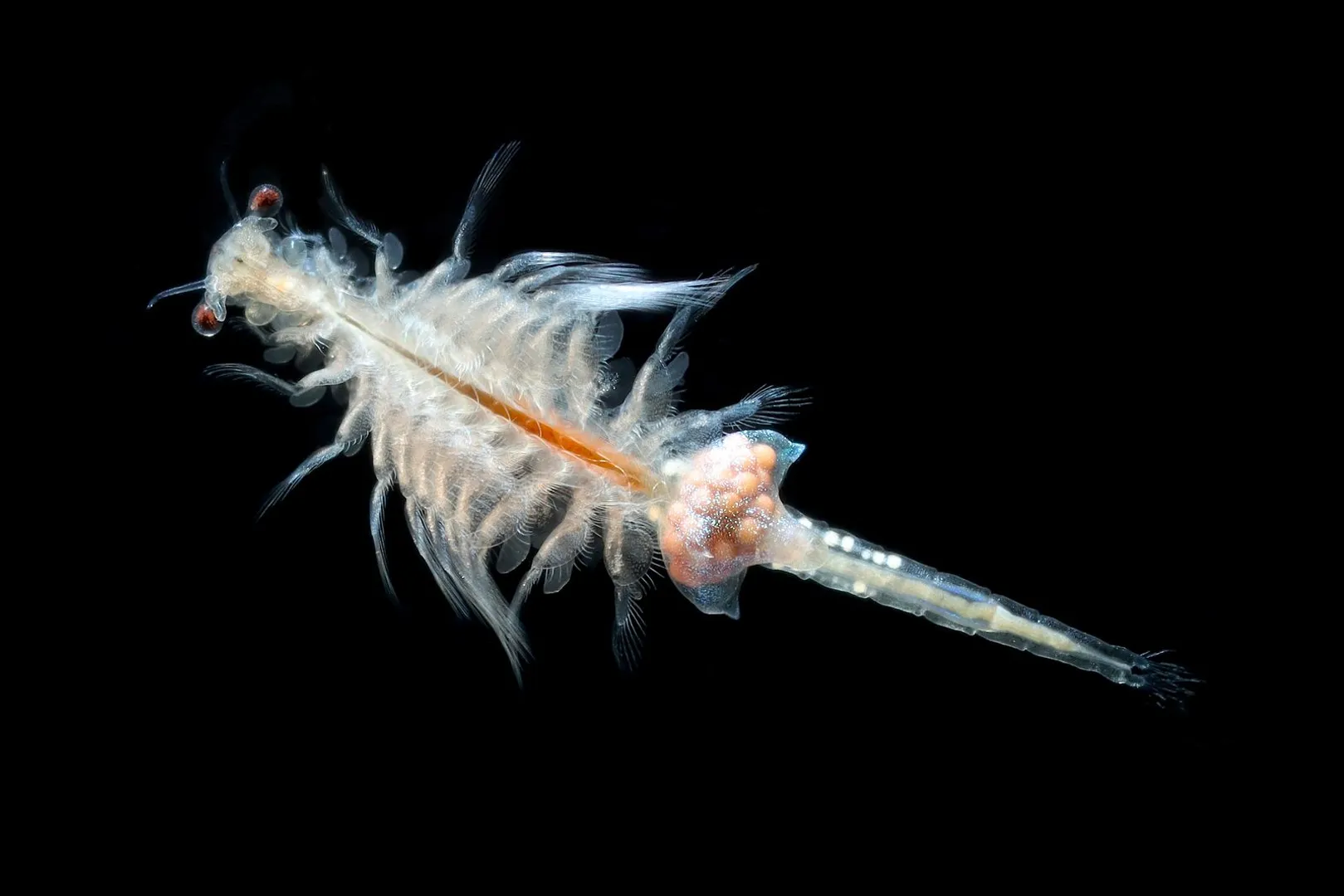 Marine creatures' sex life disrupted due to plastic waste: Study