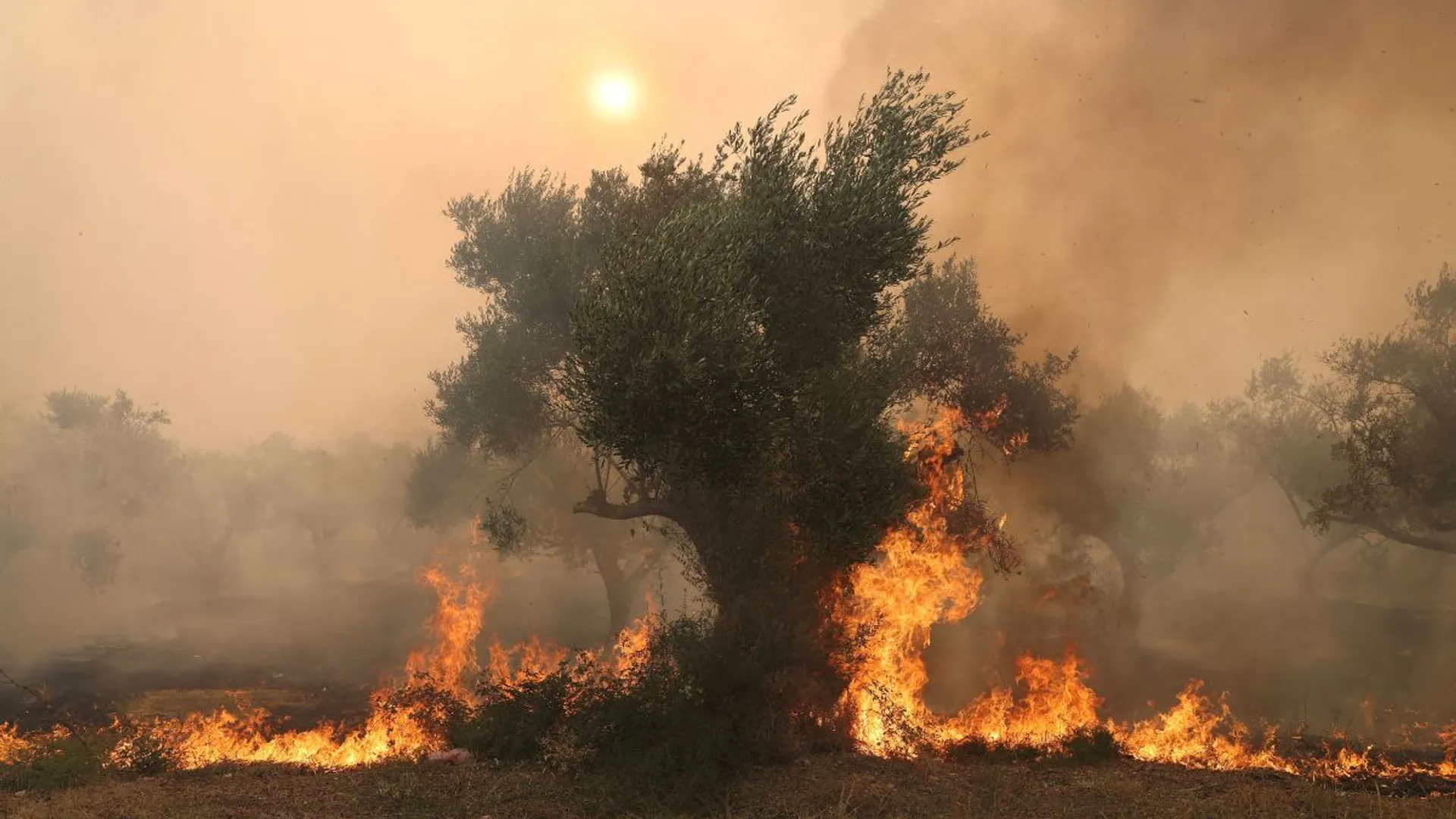 Brazil deploys 1,500 firefighters to tackle Amazon wildfires amidst severe drought