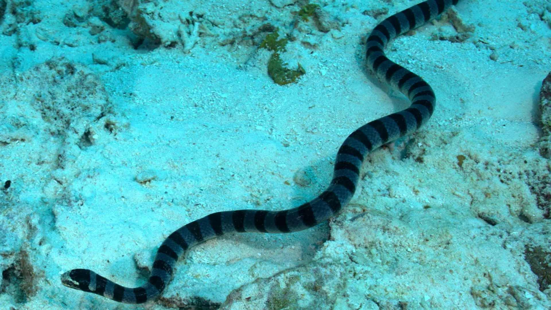 Female sea snakes started getting larger. So male snakes developed bigger eyes to find a mate