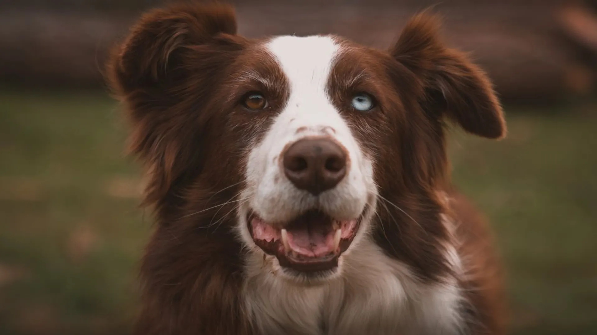 Humans can't resist puppy eyes, so much so that we have impacted their eye colour