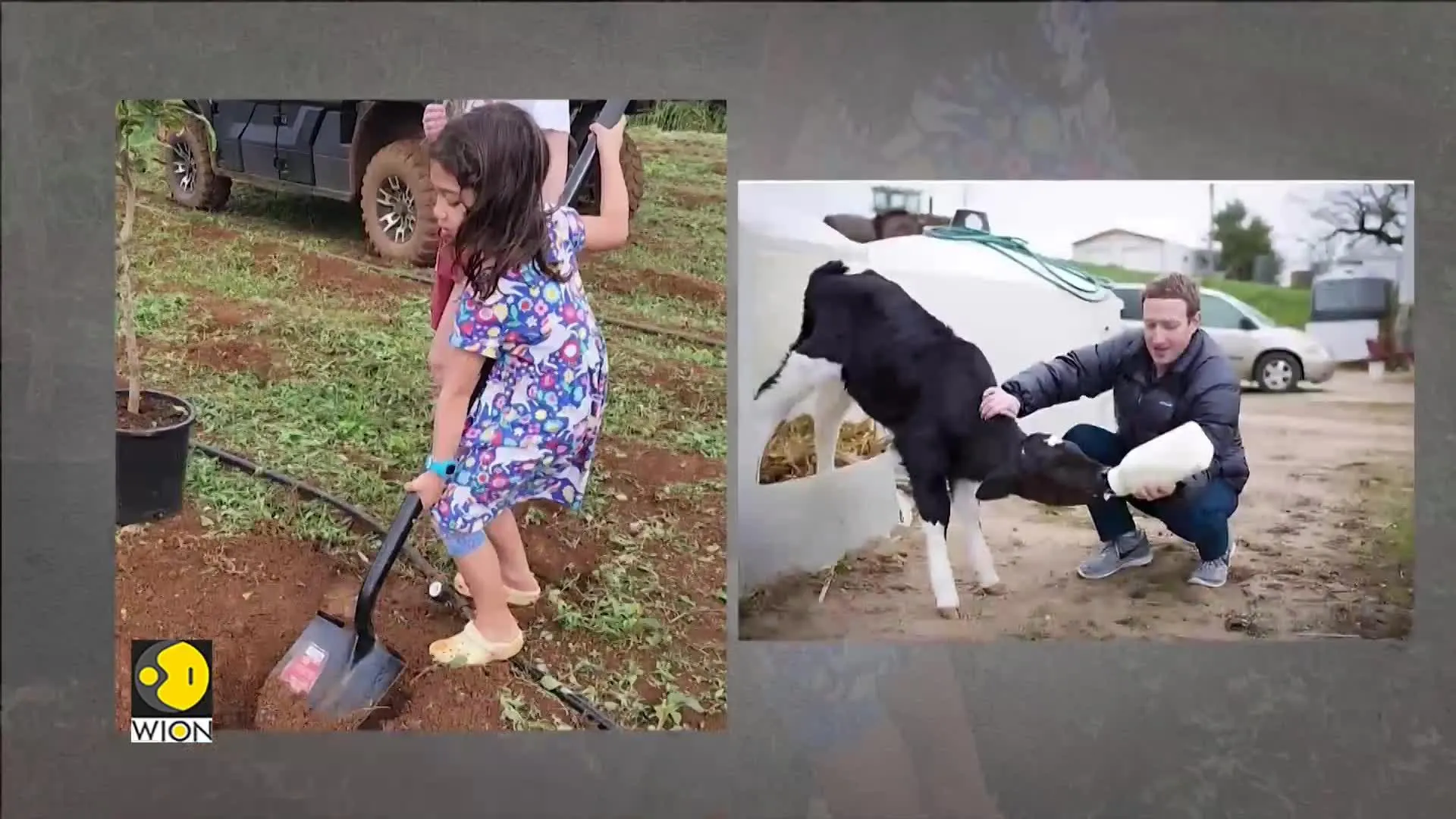 Gravitas: Zuckerberg plans to feed beer to cows to produce 'high-quality' beef, critics hit back