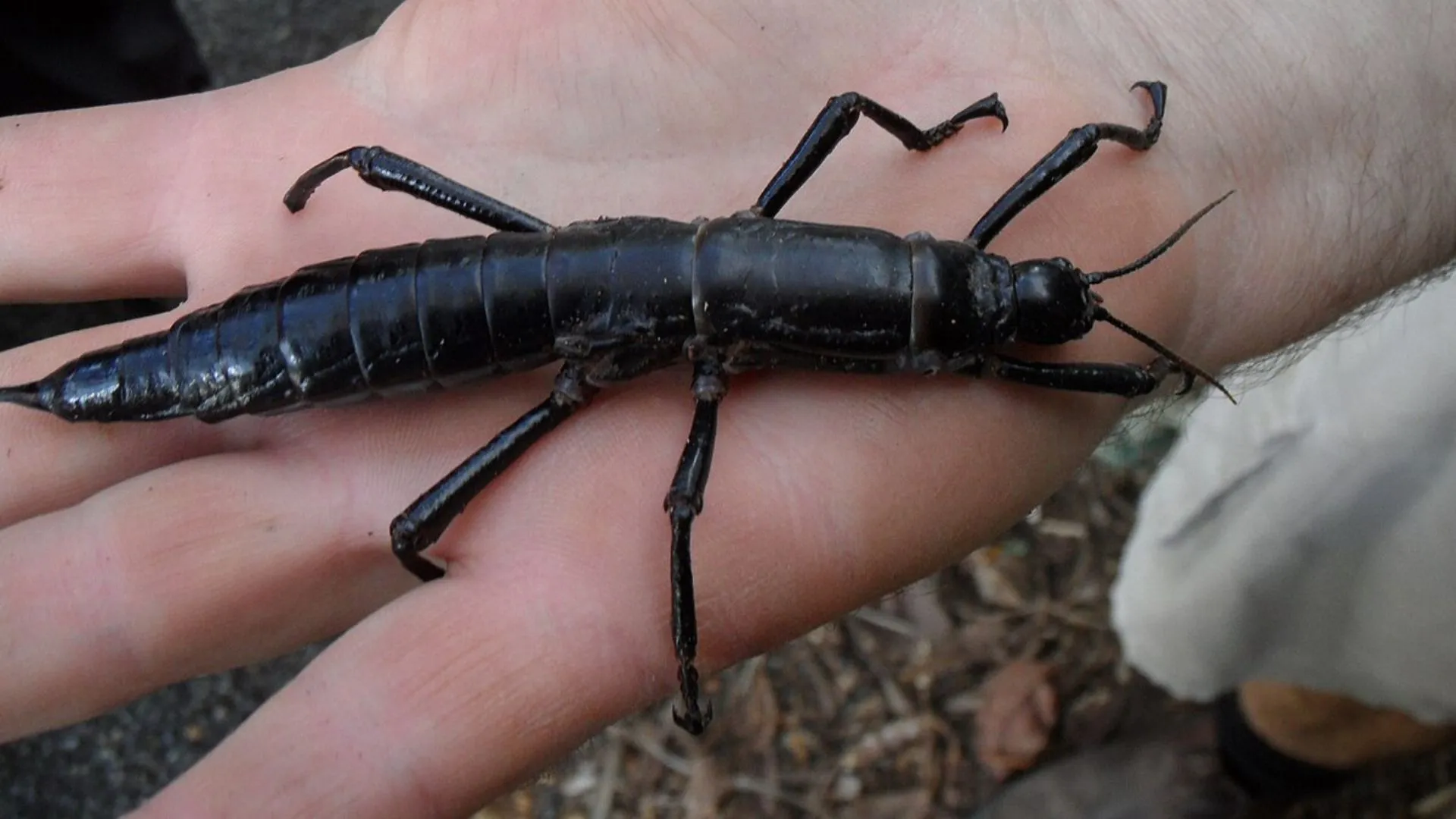 Once nearly extinct, world’s ‘rarest insect’ now thrives in thousands in US