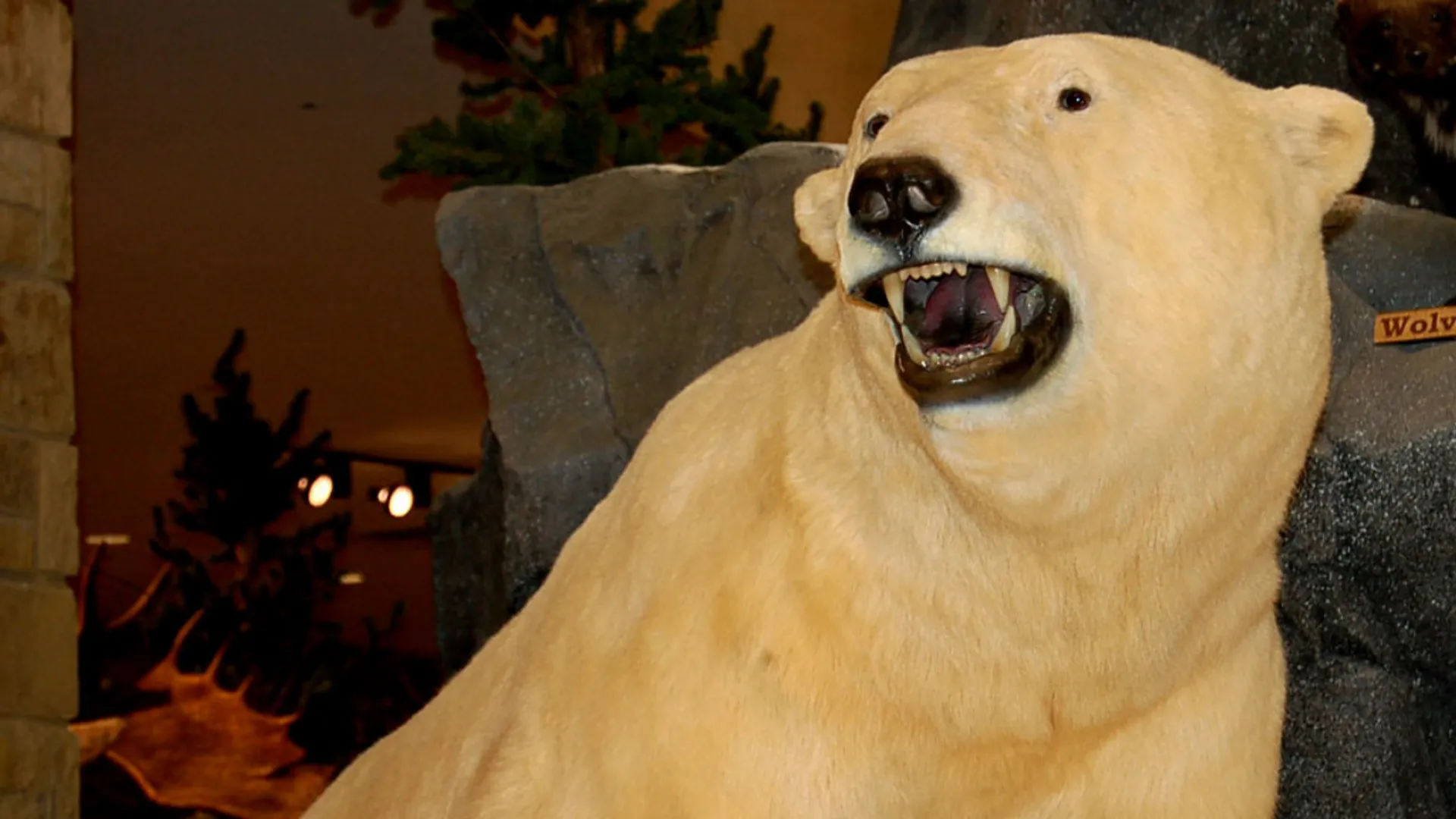 Bizarre heist: Canada police investigates theft of massive polar bear