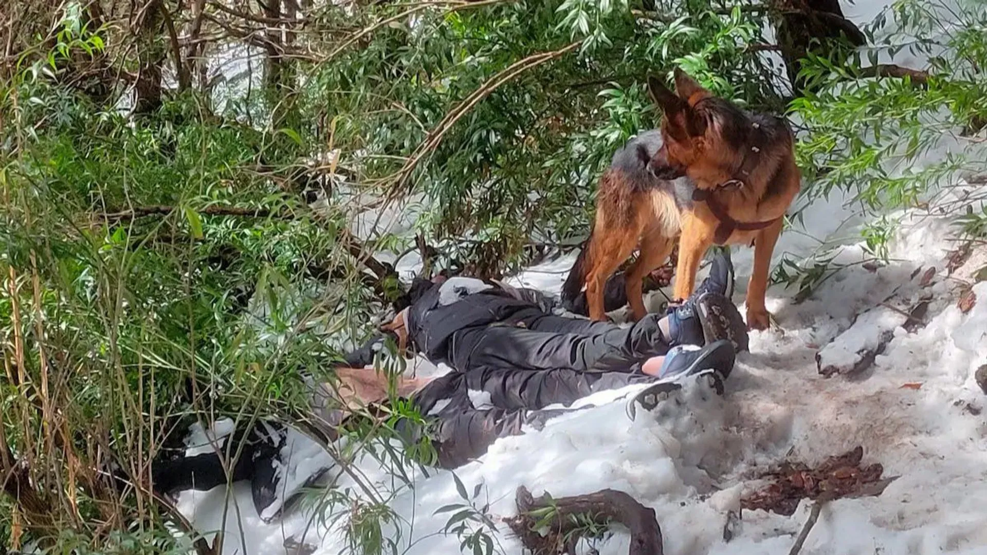 Pet dog protects owner's body from wild animals for 48 hours amid heavy snow. Watch