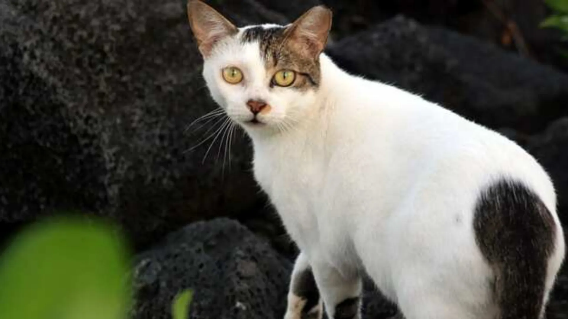 US: Pet cat may be responsible for first bubonic plague case in Oregon after nearly a decade