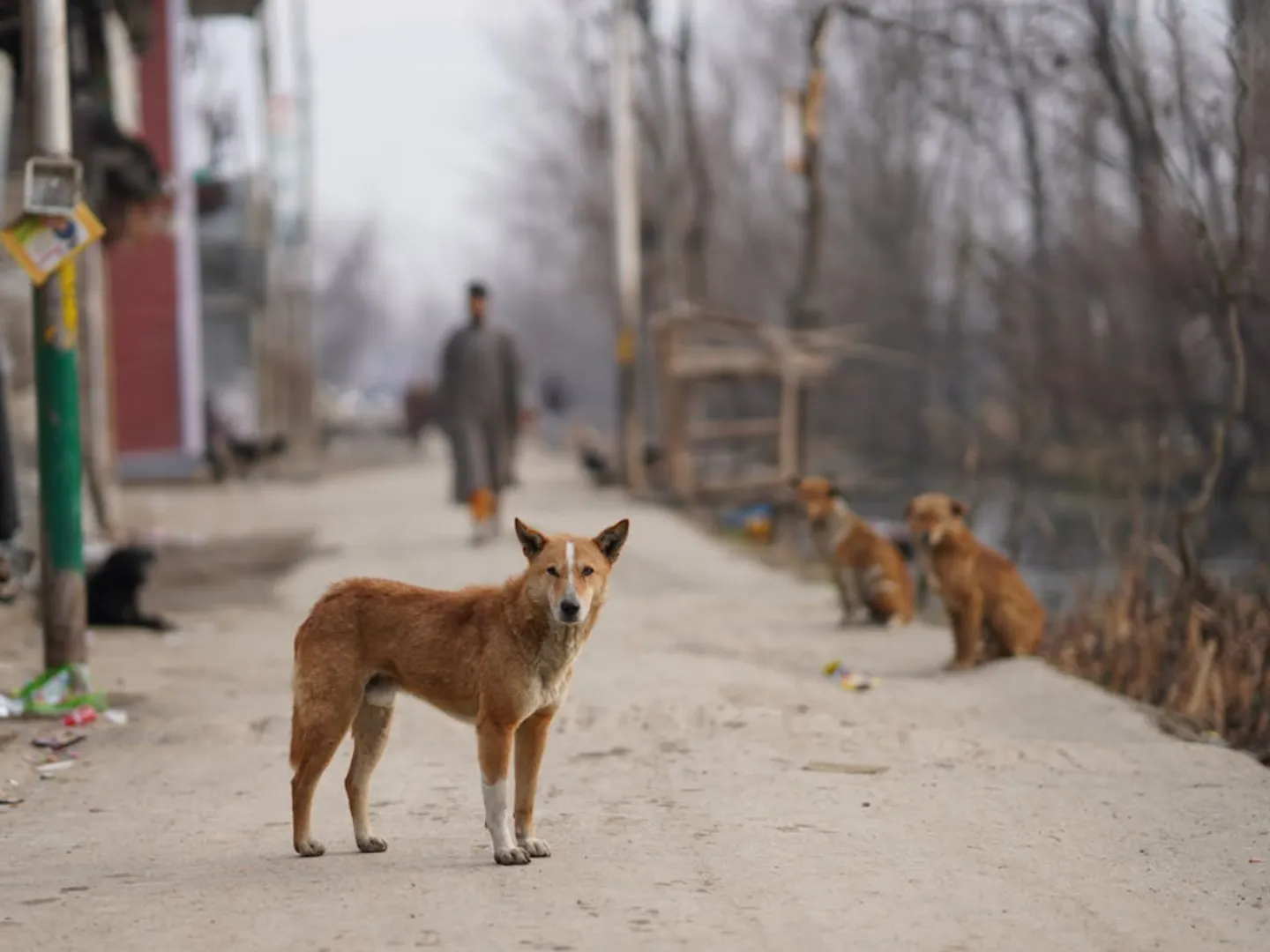 India: Masked man guns down 20 stray dogs in Telangana village, investigation underway