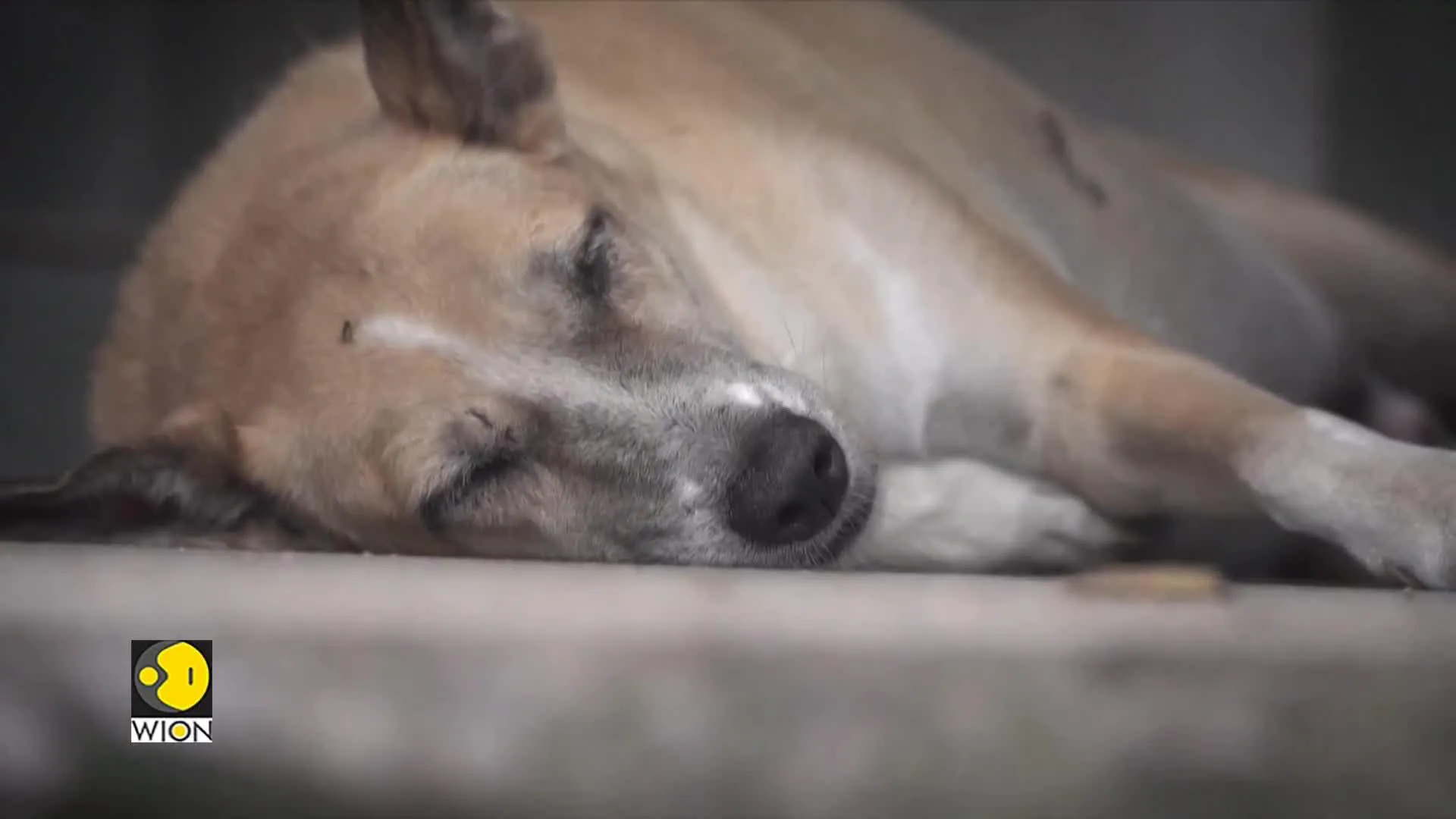 Gravitas | India's stray dog menace: Who is the villain?