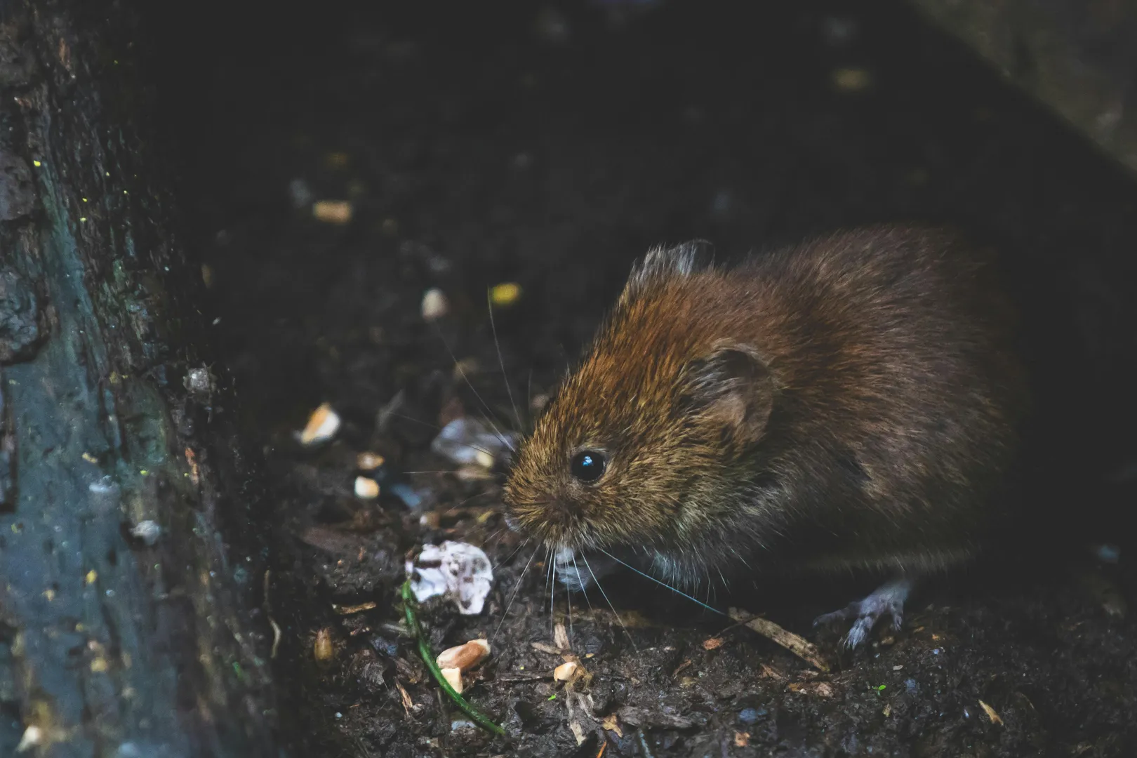 Rats on plane: Sri Lanka Airlines aircraft grounded for three days after rodent spotting on flight