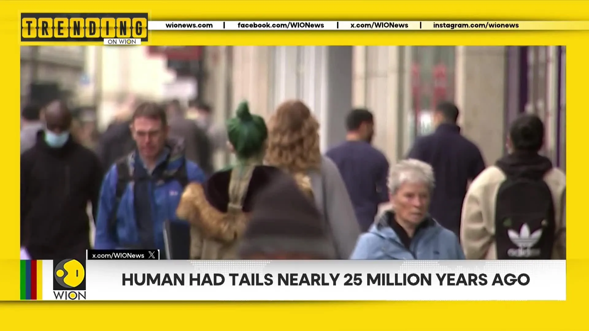 Why Humans lost their tails 25 million years ago revealed | Trending on WION