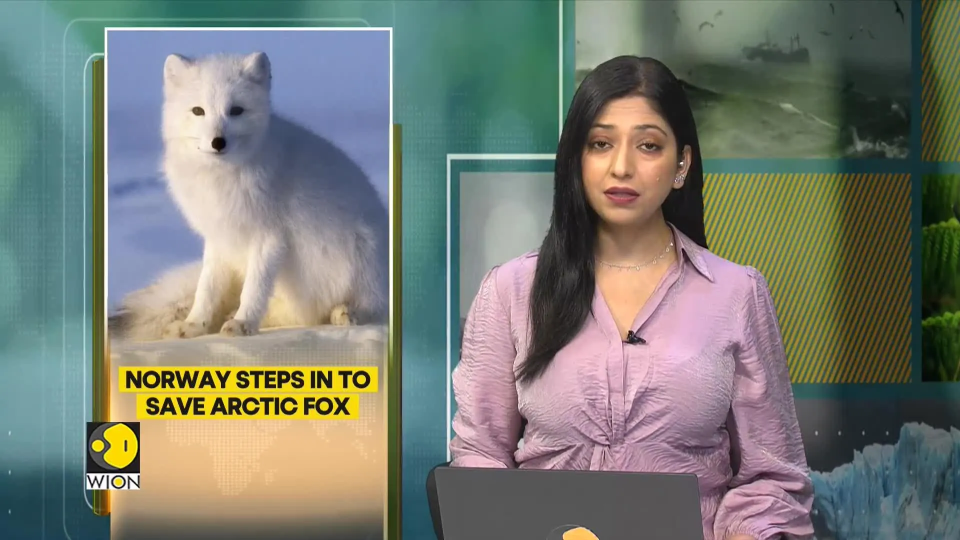 Critically endangered Arctic Foxes breed in Norway