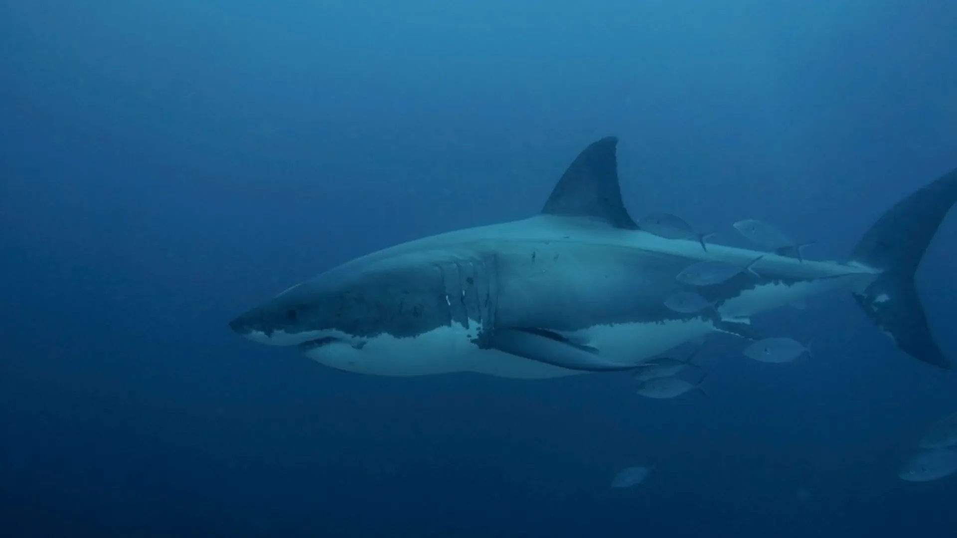 Australia: Surfer’s severed leg washes up on beach after shark attack; doctors race to reattach it