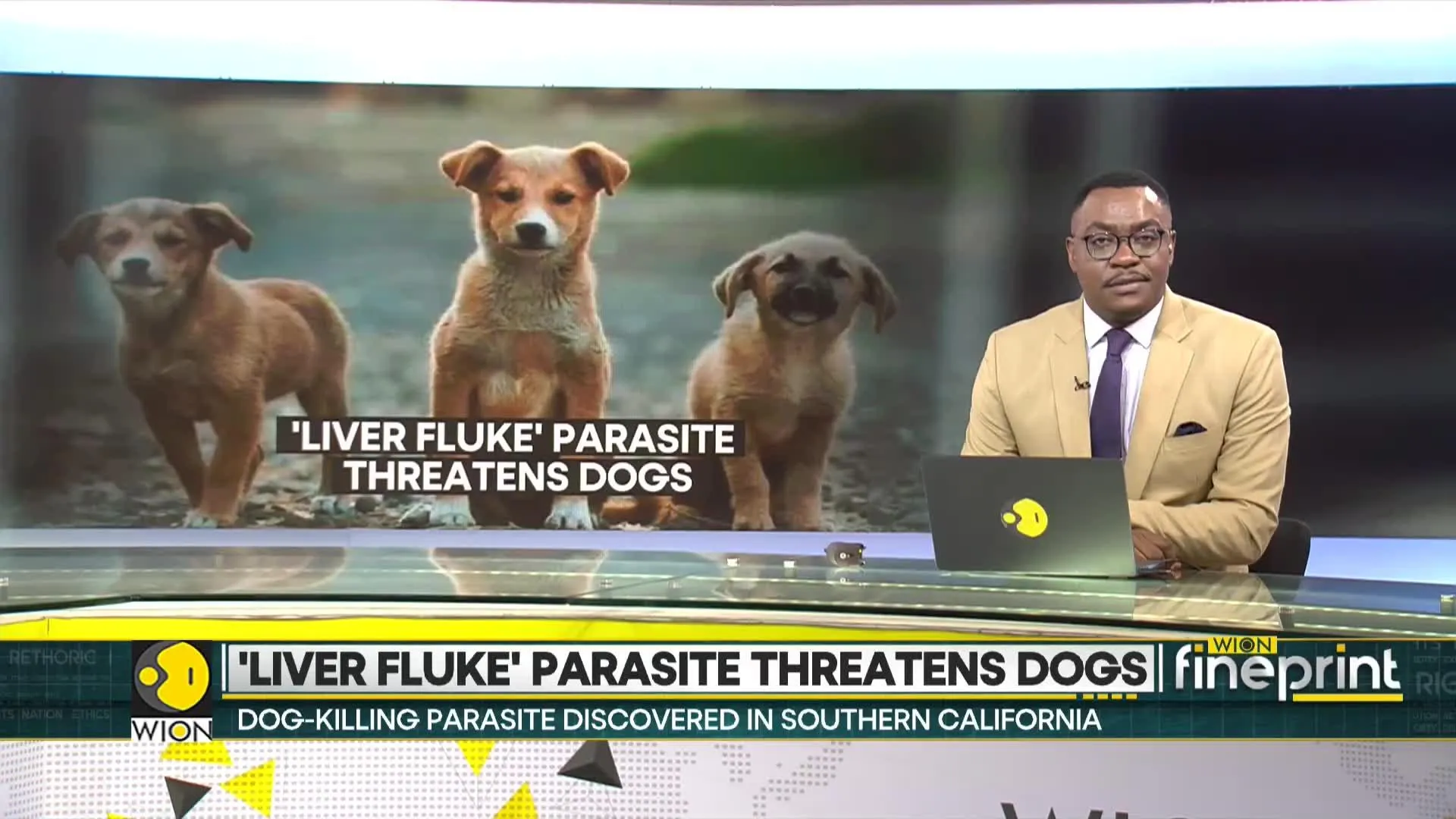 Dog-killing 'Liver fluke' parasite discovered in Southern California