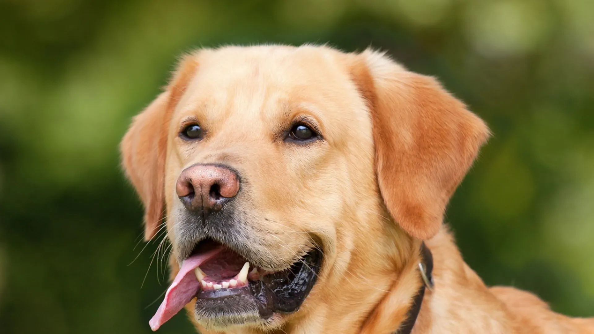 Dogs will be able to dig out traumatic flashbacks from human minds by sniffing breath, claim scientists