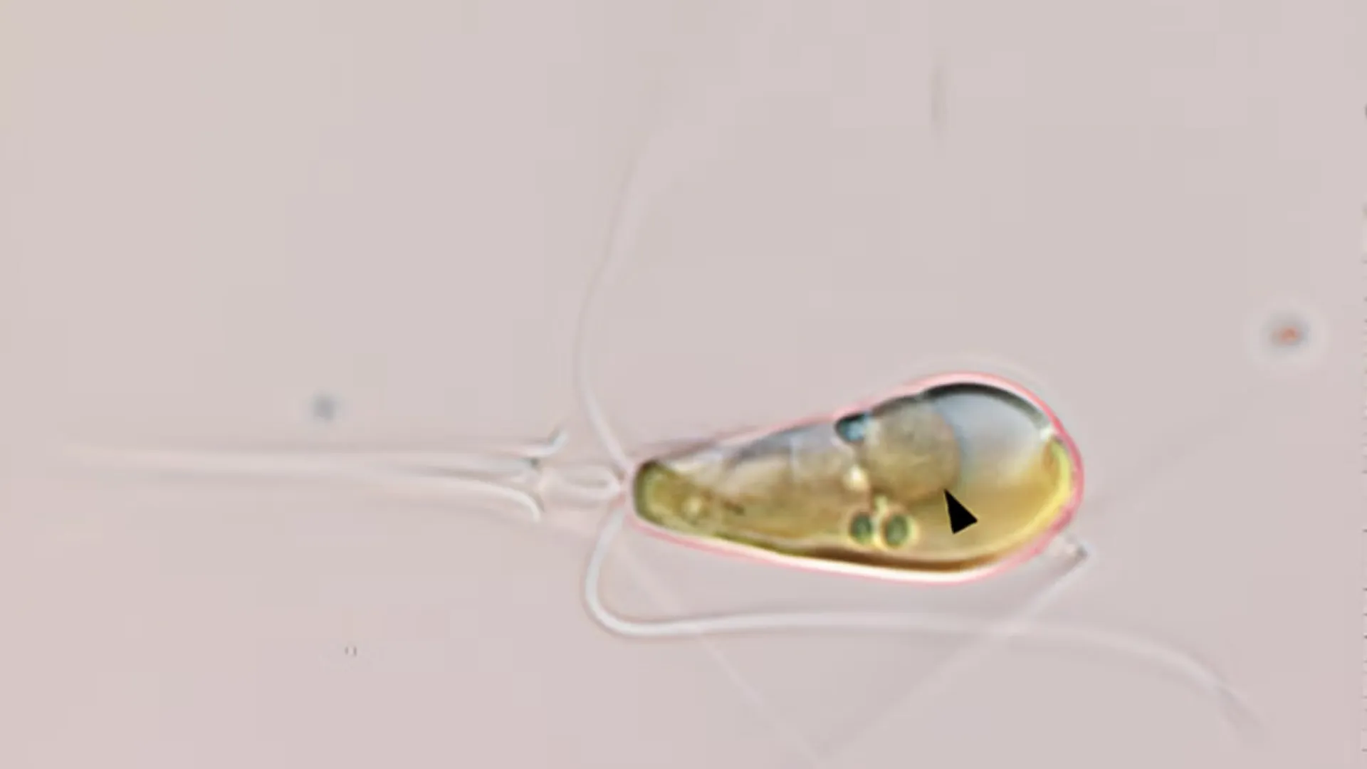 Two life forms merge into one organism in a phenomenon that occurs once in a billion years