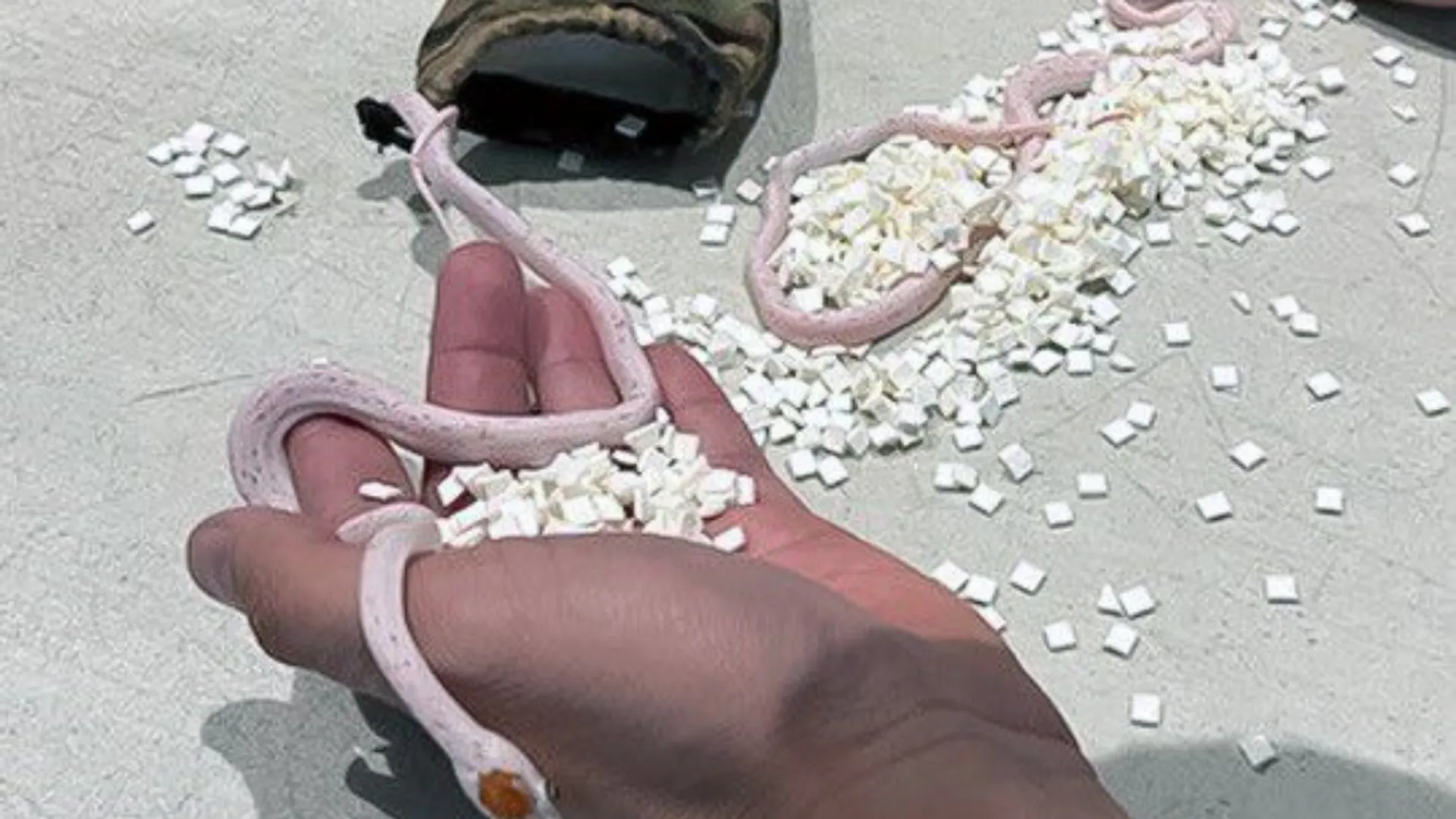 Airport security in Miami finds bag of snakes hidden in passenger's pants