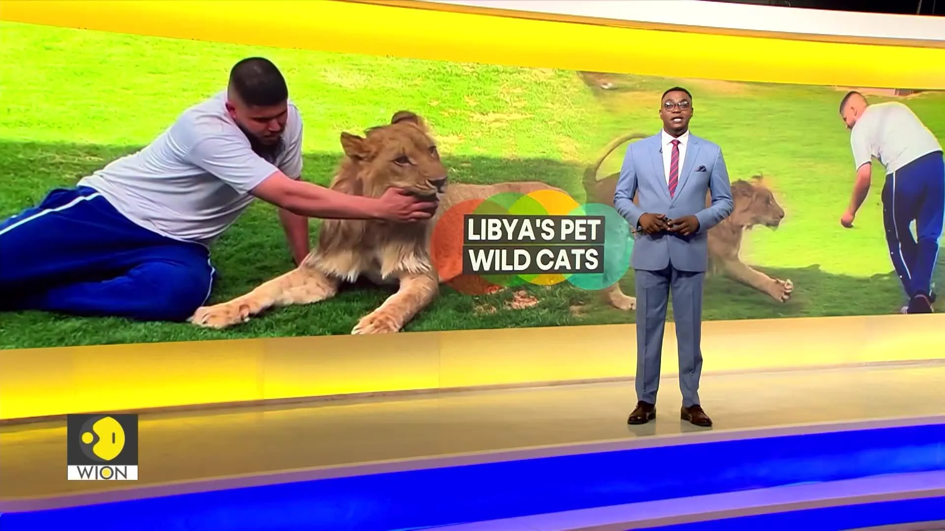 Libya: Man raises predatory animals at home as his pets