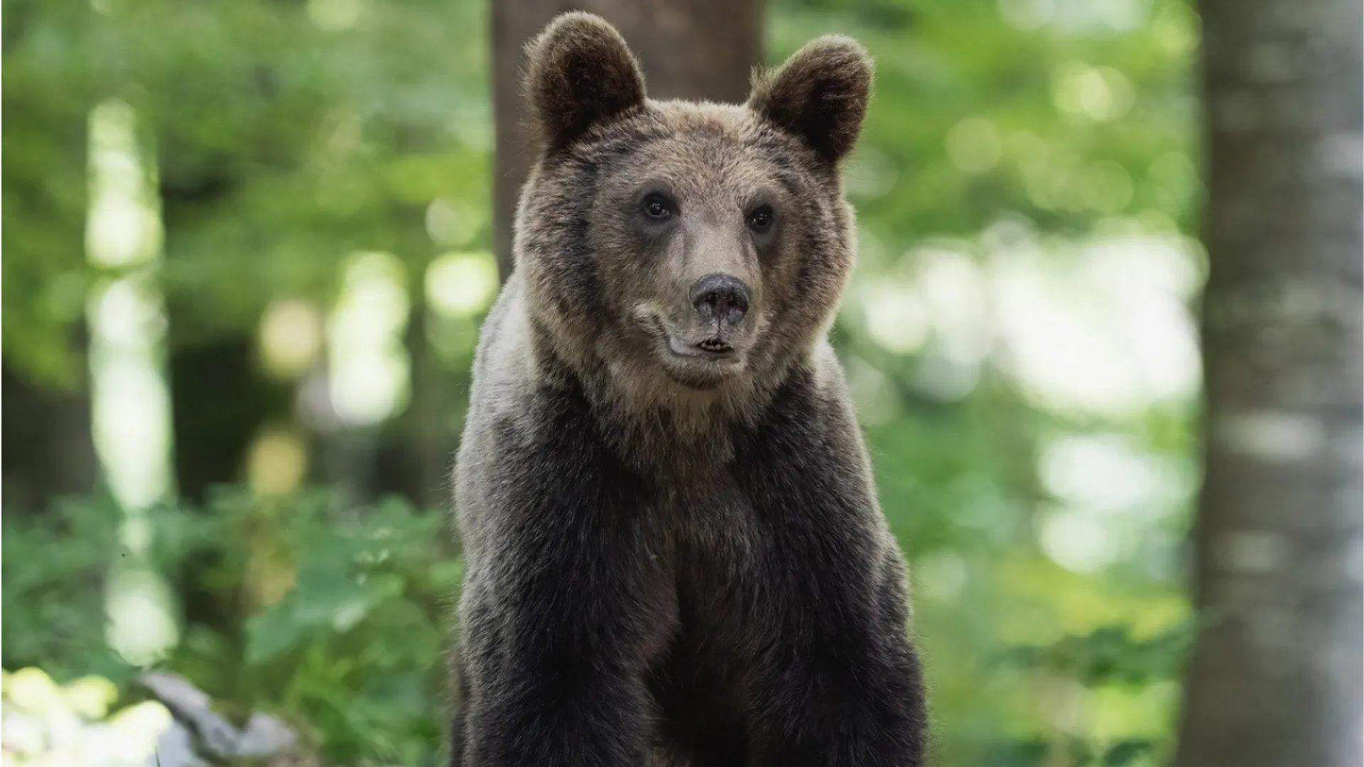 No country for bears? Romania's parliament approves stepping up bear culling
