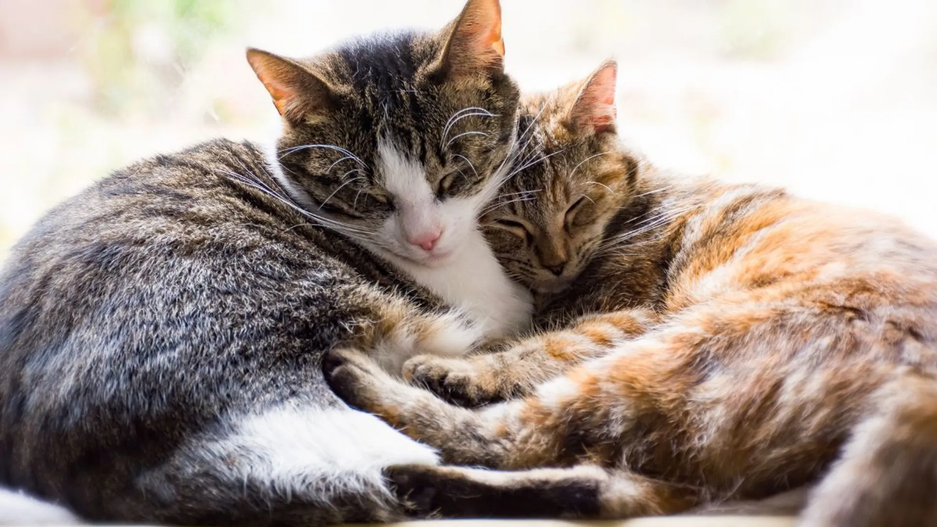 Singapore to overturn ban on pets in public housing