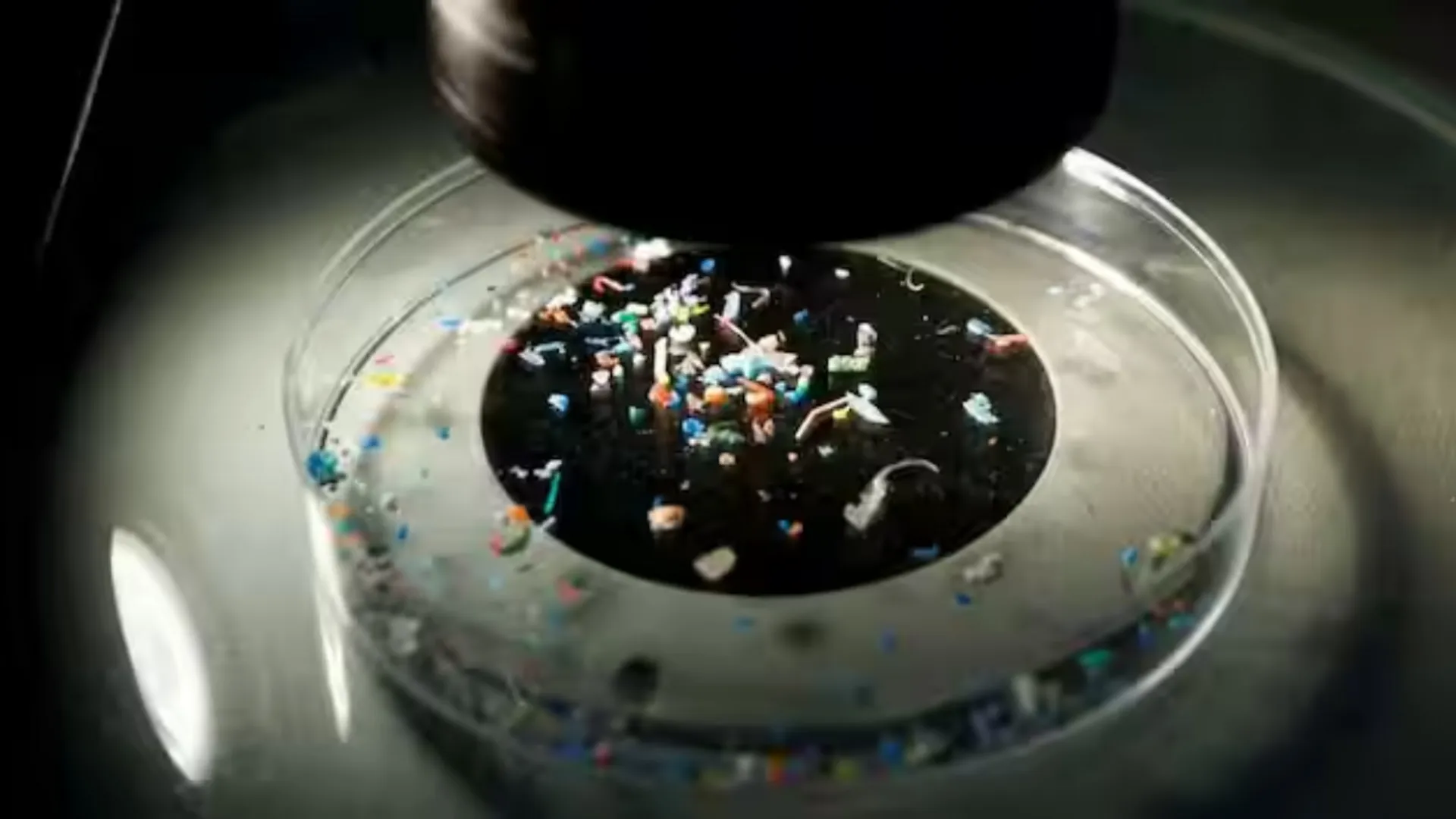 After human testicles, microplastics discovered in human penises for first time