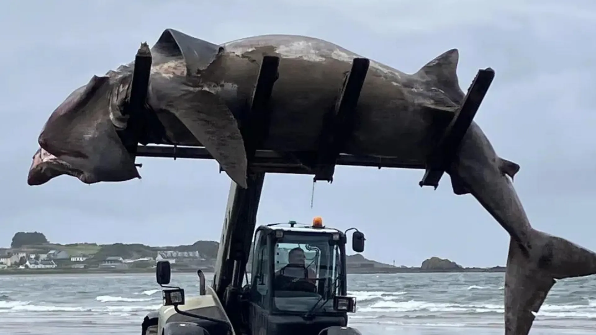 Enormous 24-foot shark washes up on UK beach, officials use a forklift to remove the beast