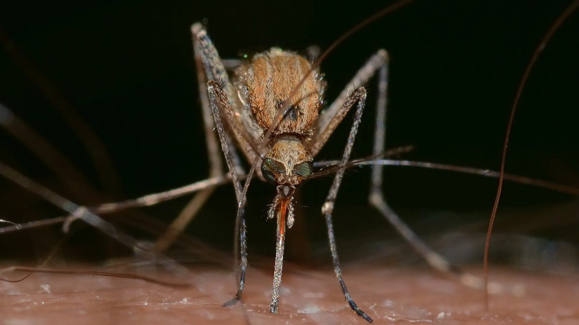 Zika virus and pregnancy: Importance of preconception counselling and Zika testing for expecting women