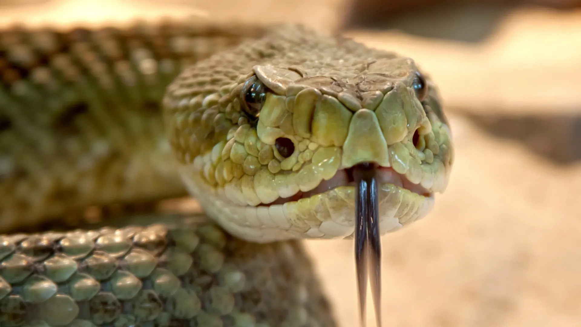 Ancestors of cobras DID NOT originate in Africa but belonged to...
