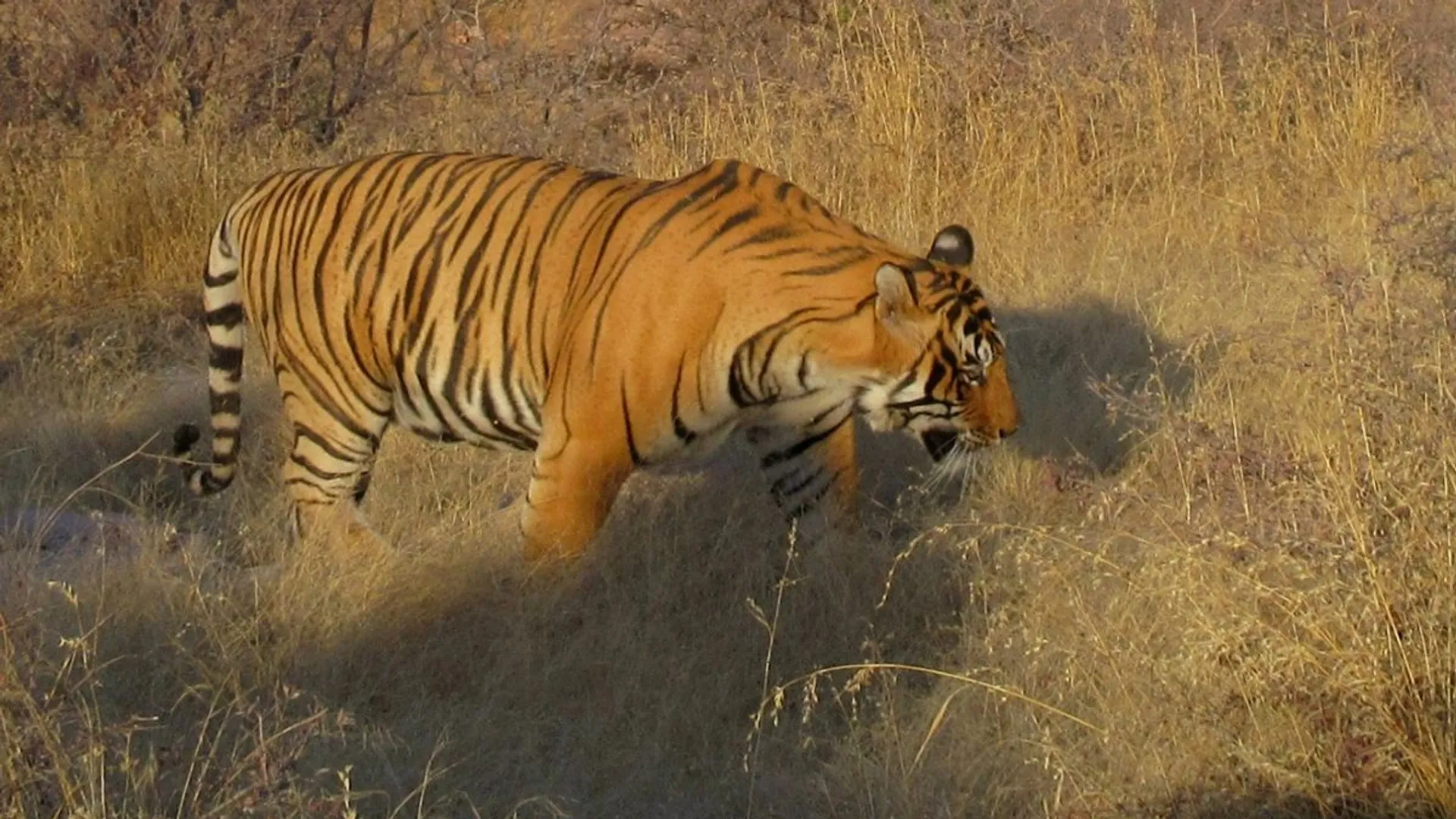 Tiger T-58 found dead in Ranthambore, details yet to be revealed