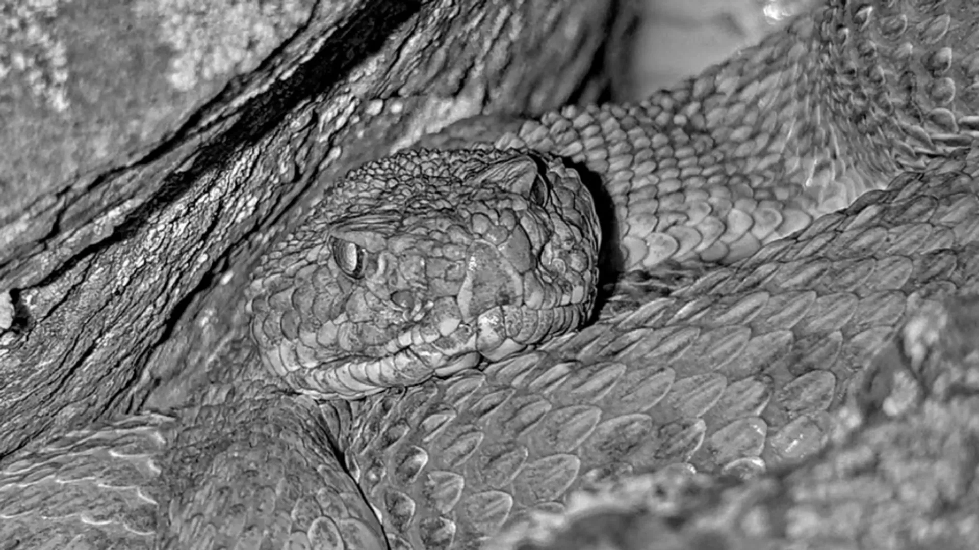 Big Boss of snakes? Scientists live stream thousands of rattlesnakes living in 'mega-den' in Colorado