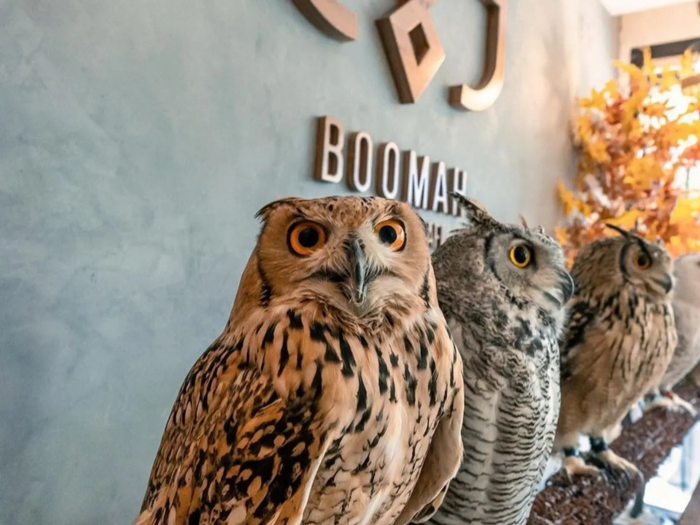 Abu Dhabi's first owl cafe goes viral, internet furious over 'animal cruelty'