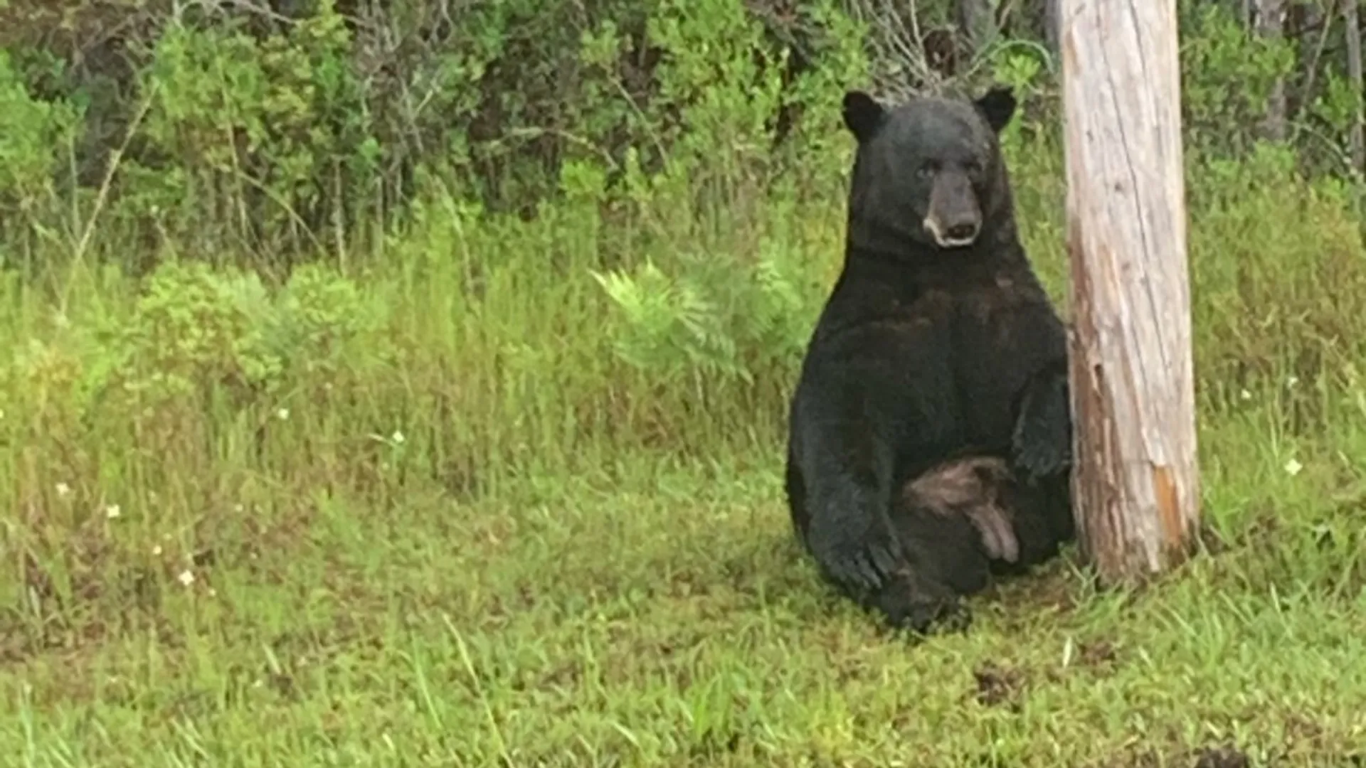 Police in Florida urge people to stop taking selfies with 'depressed bear'