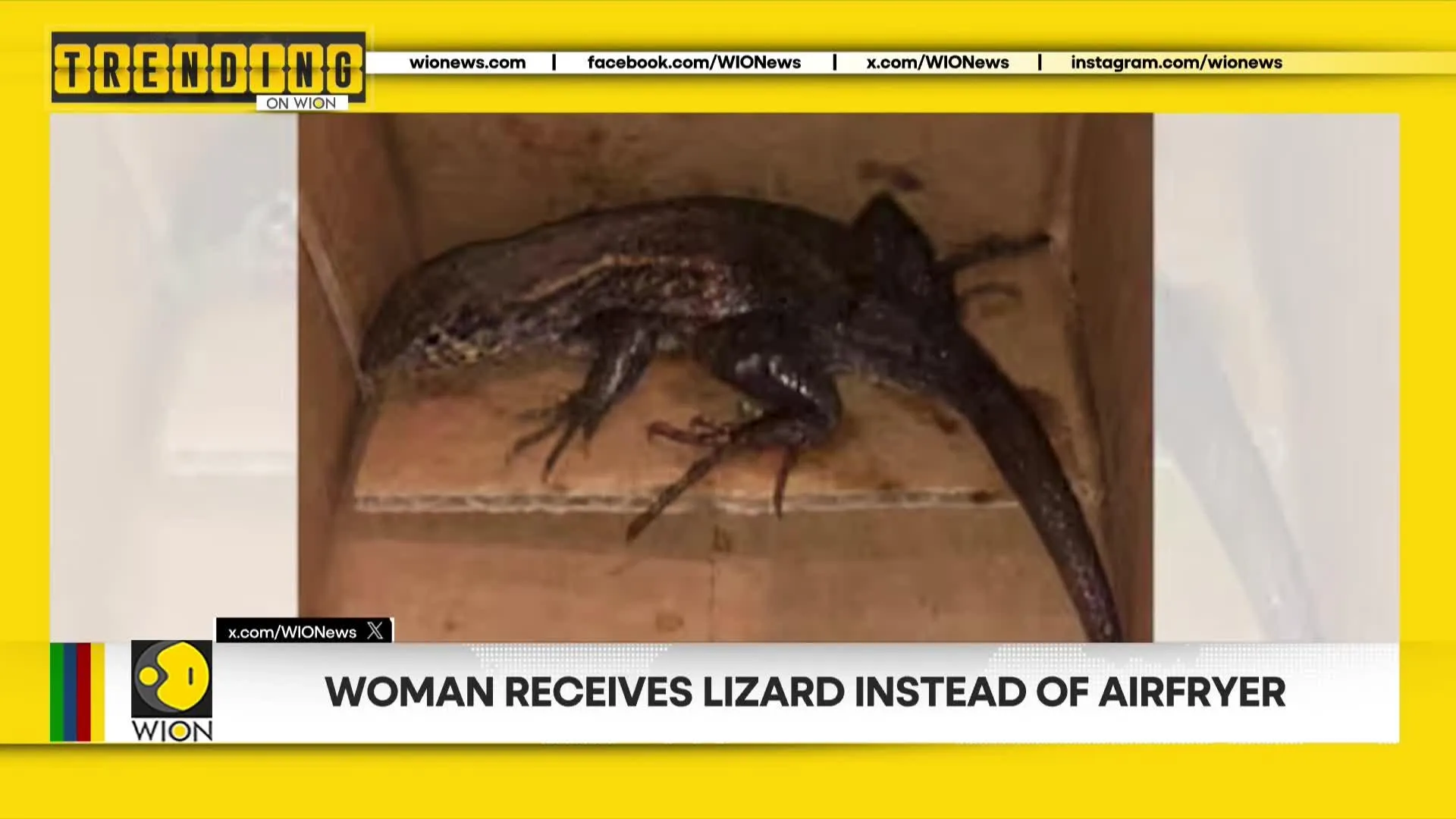 Woman receives Lizard instead of Airfryer | Trending on WION