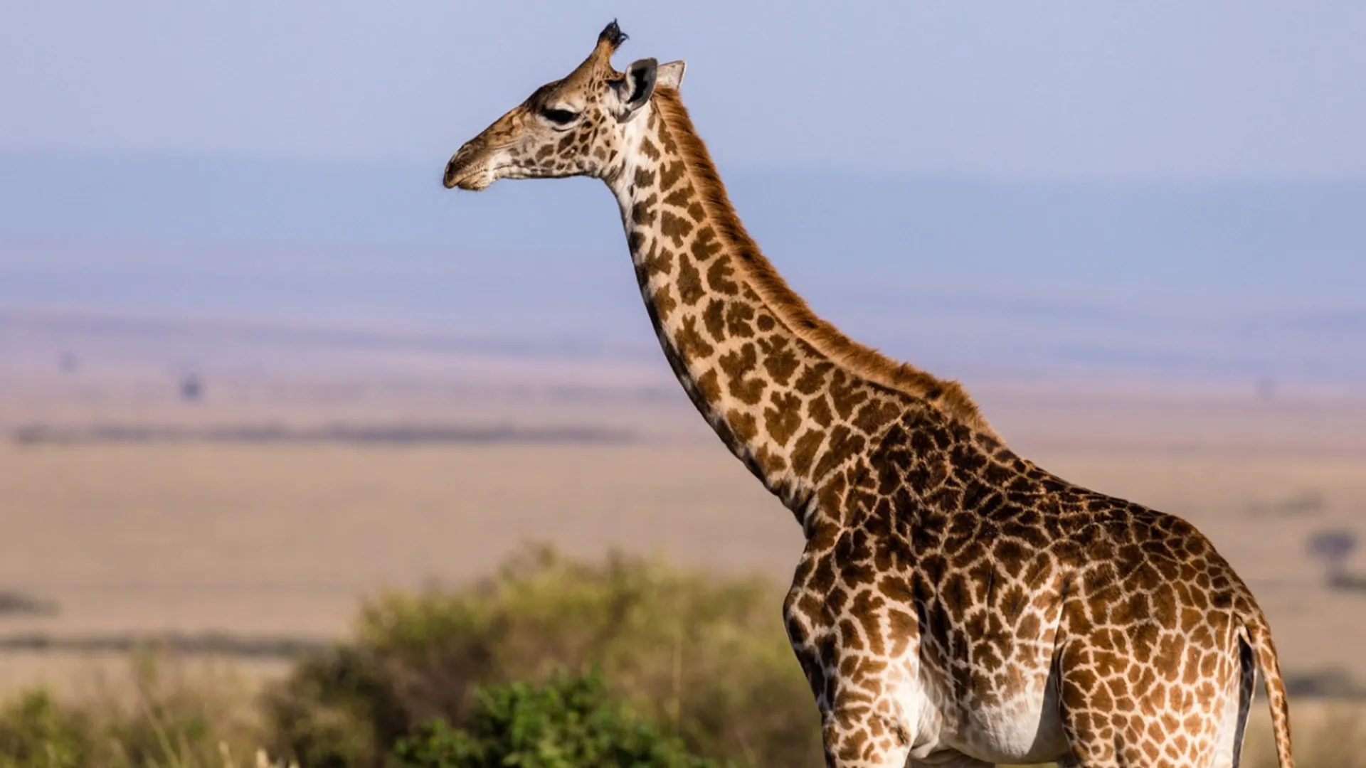 Castration of giraffe at Toronto Zoo goes wrong, animal dies under anaesthesia