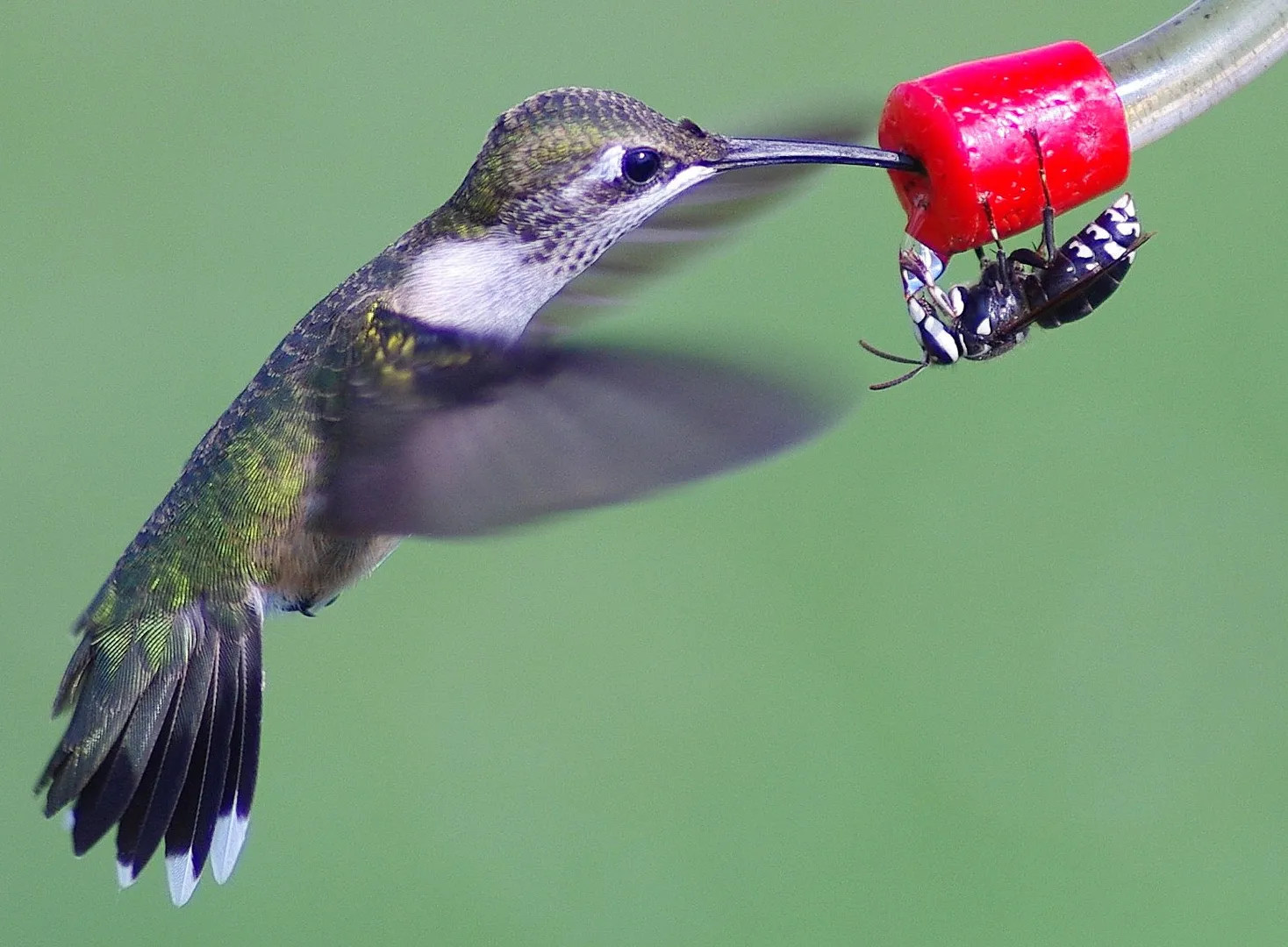 First animals to ever have sex were not what you would have expected