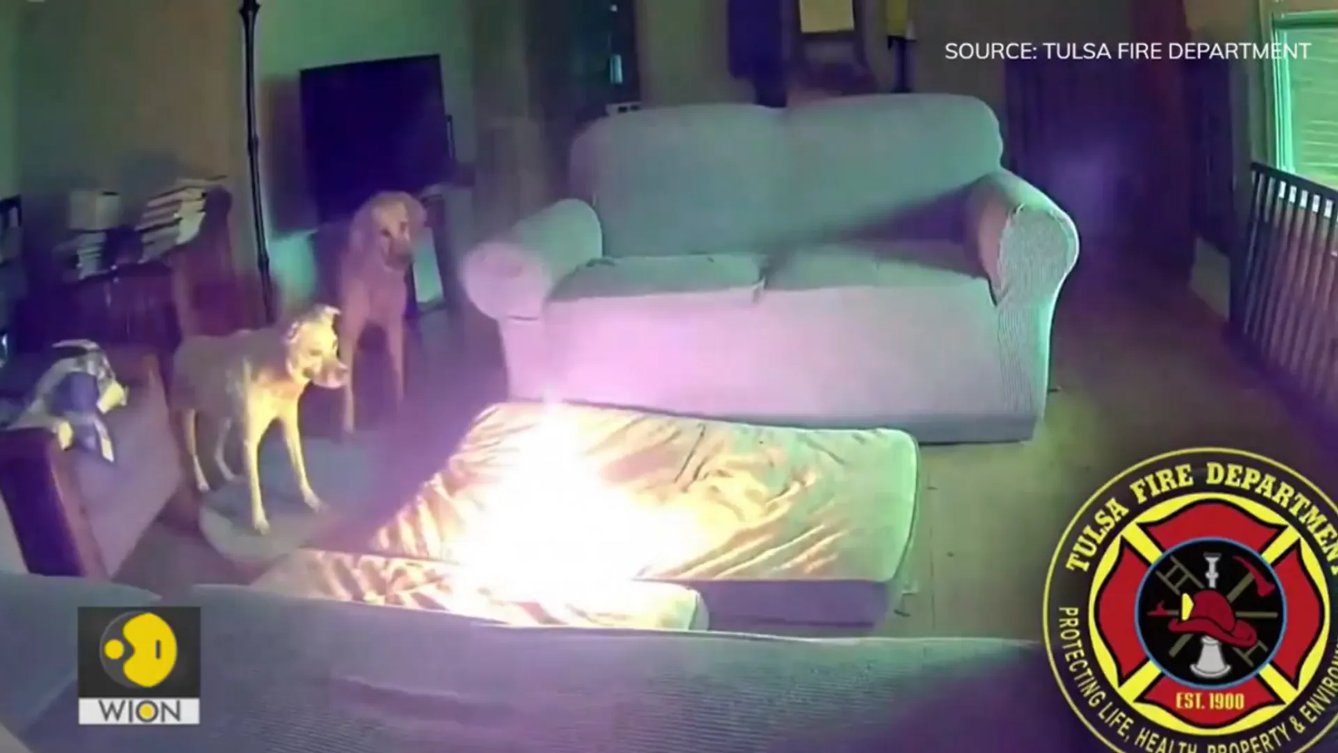 Dog accidentally started fire in US home by chewing portable charger | Video