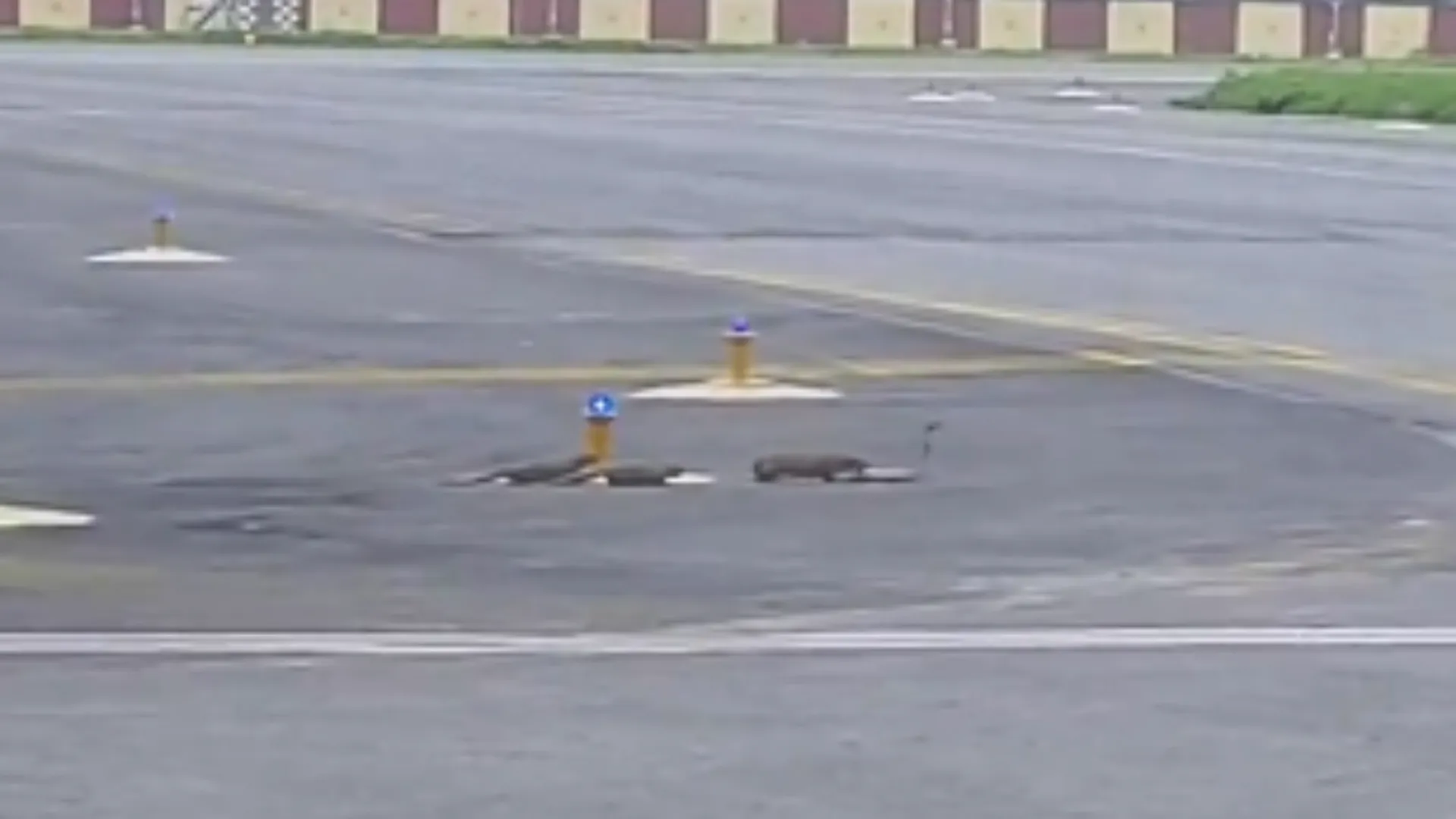 Watch: Deadly battle for life between three mongooses and snake at Patna airport goes viral