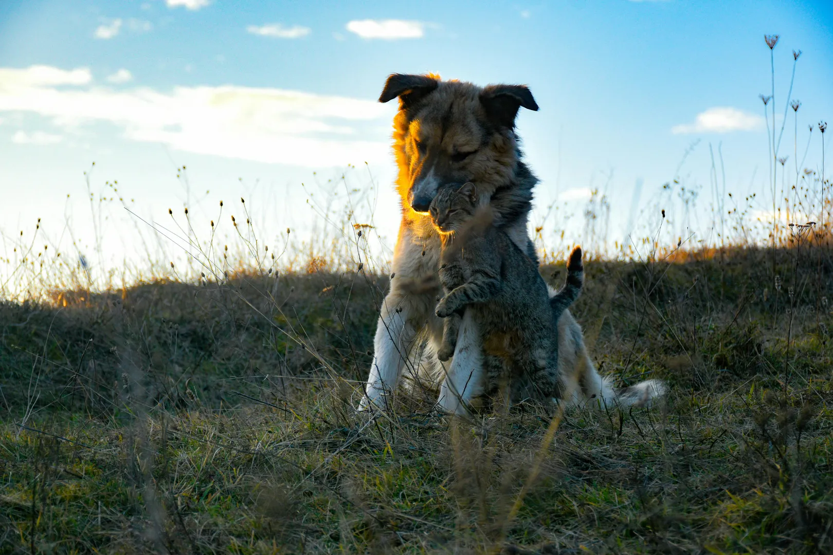 Cats show signs of grief when fellow pets die, even if it is a dog: Study