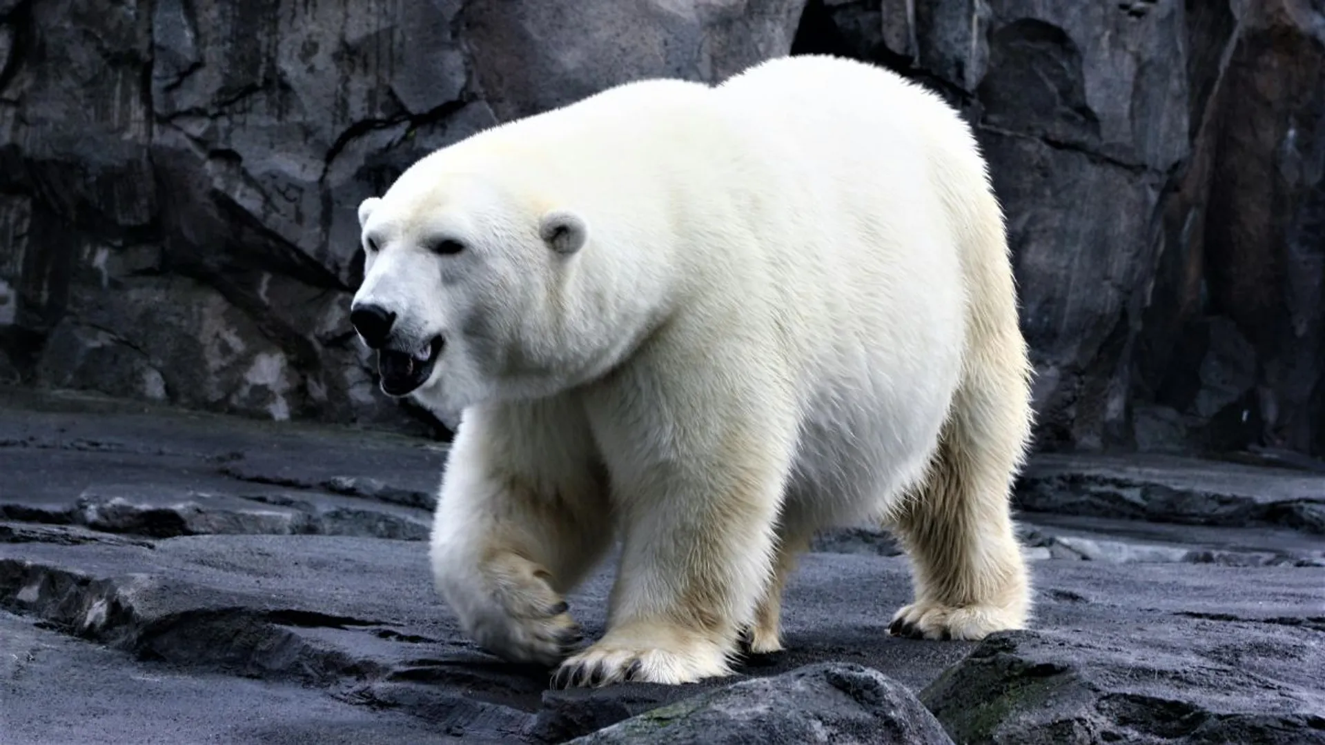 Two polar bears attack Canadian worker fatally in Canada's Arctic region