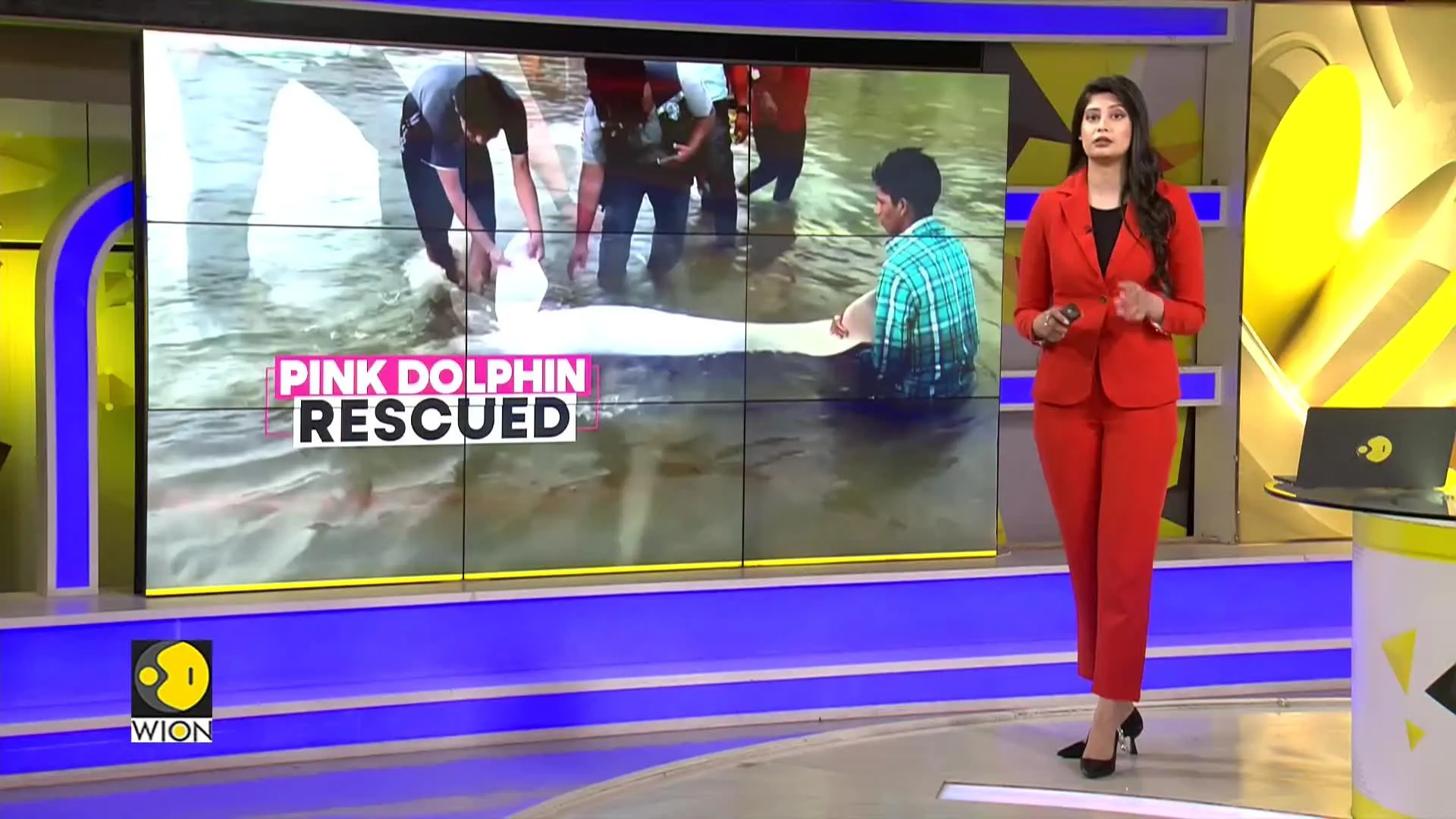 Stranded Pink Dolphin rescued in Bolivia