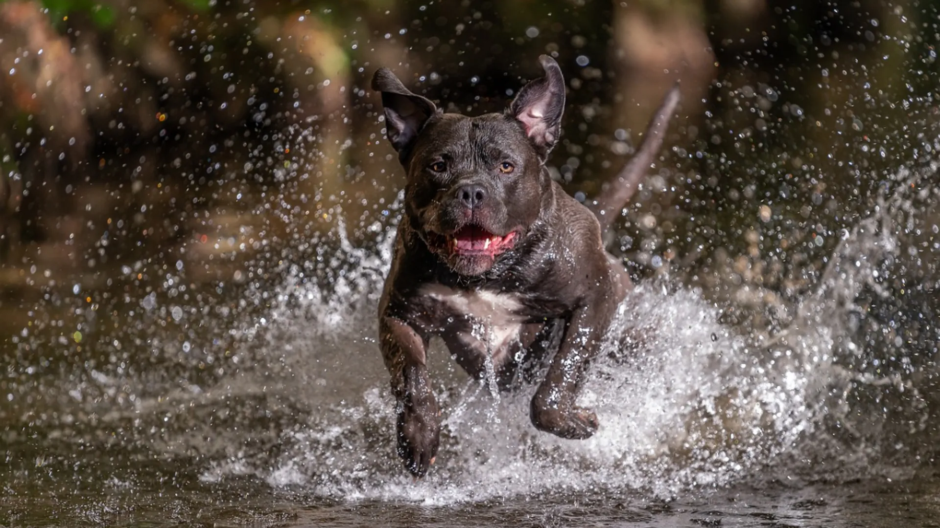 UK: Man dies after XL bully dog attacks him at home