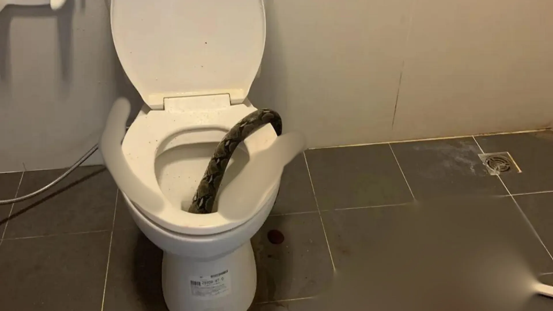Bathroom scare! 12-foot snake bites a man while he was sitting on toilet