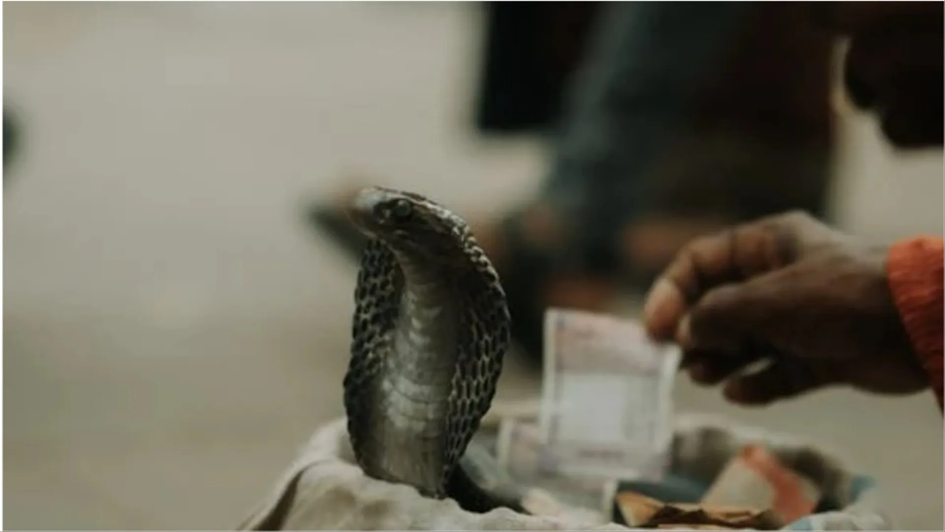In Rajasthan’s Kota, man finds five-foot-long king cobra in washing machine at home