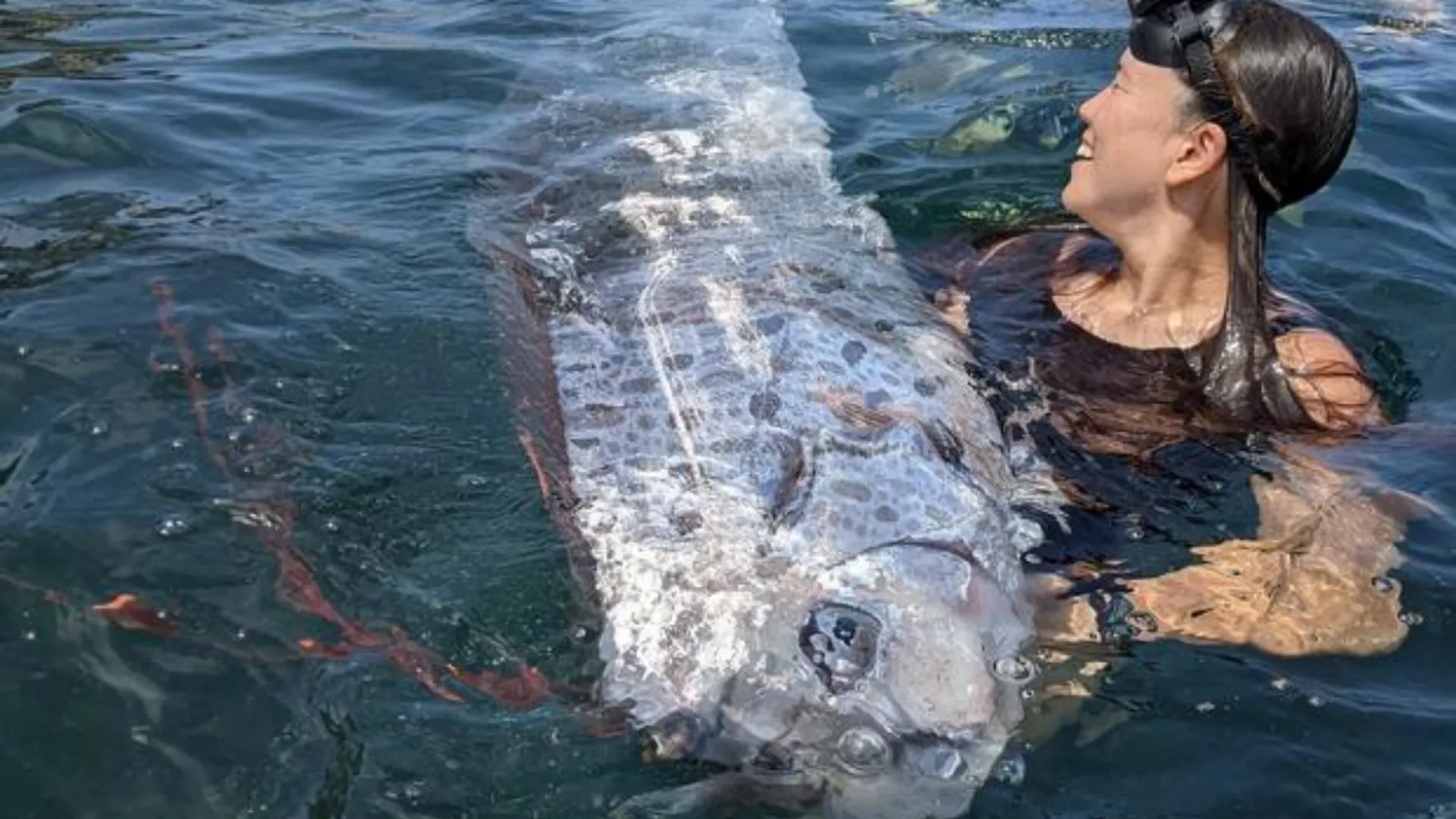 'Doomsday fish' appears in California. Two days later, earthquake hits LA