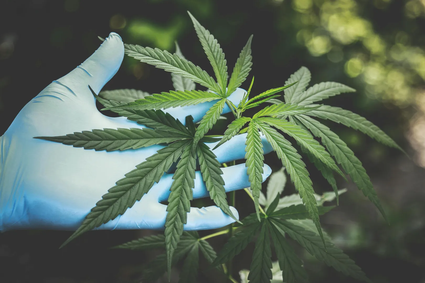 Cannabis found to have anti-ageing effect on brains of mice. So can pot make you younger?