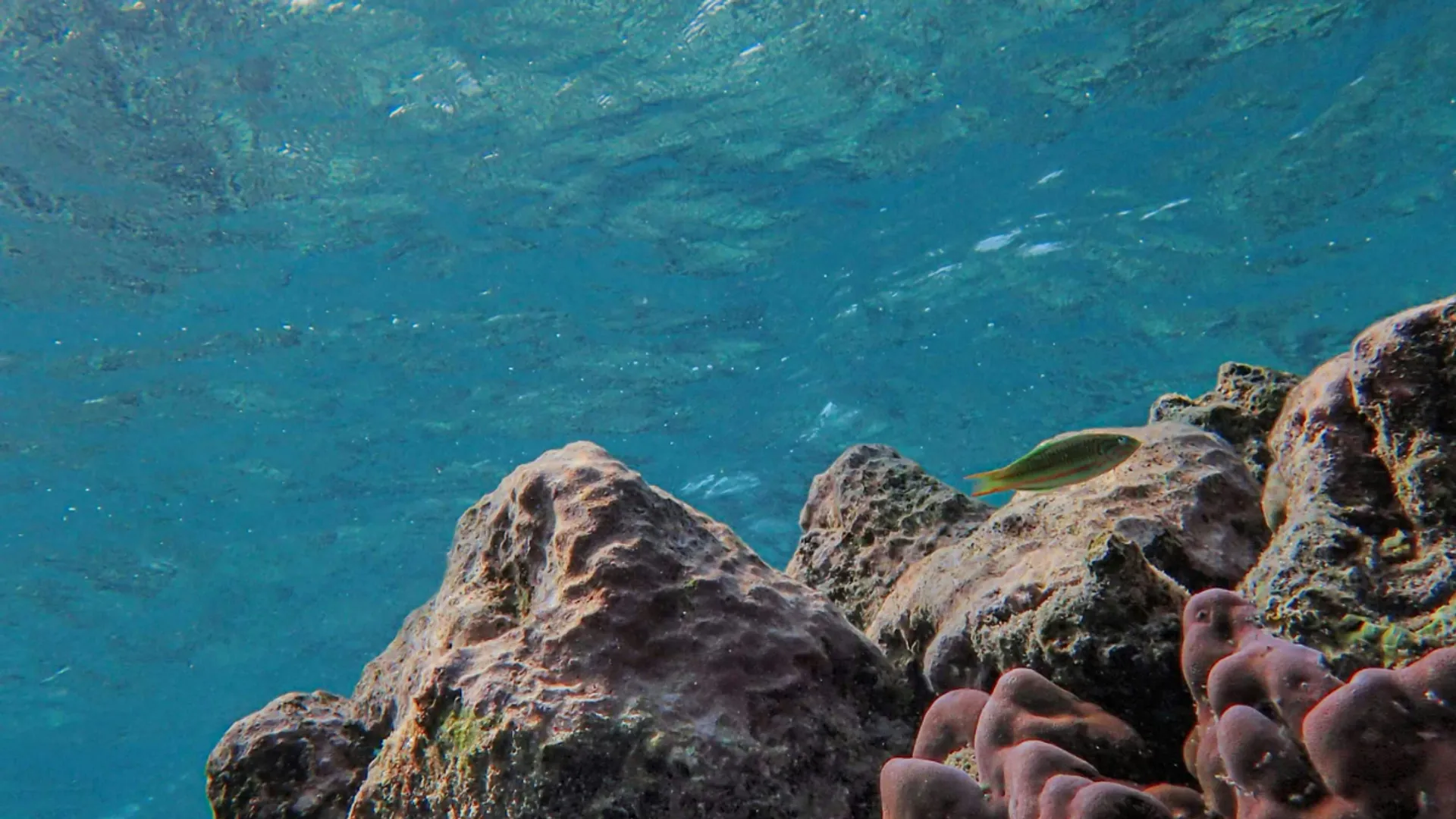 Massive undersea mountain discovered beneath Chile. It is home to ghostly 'Casper Octopus' which can...