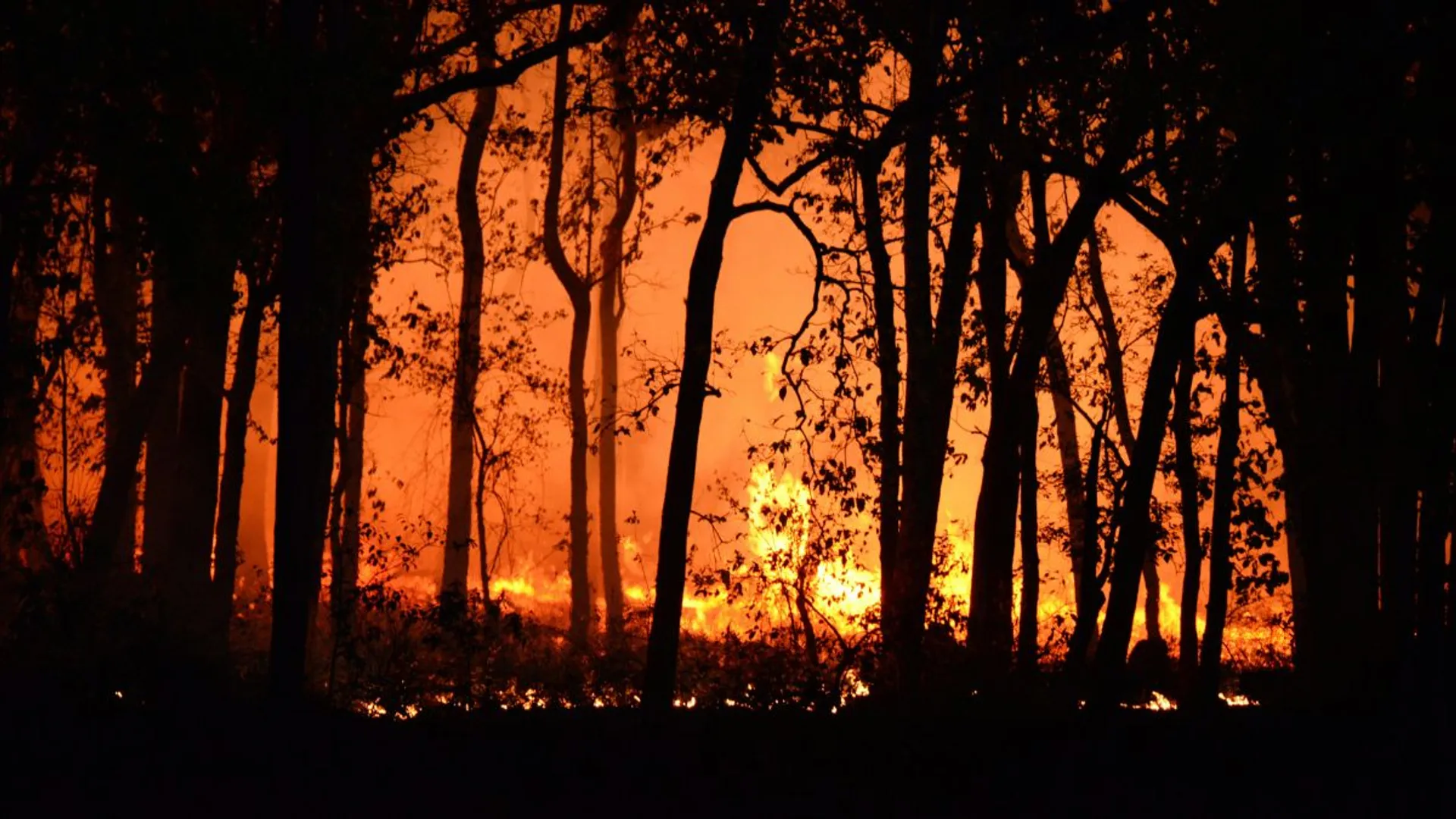 Greek woman lands in trouble for intentionally starting wildfires to flirt with firefighters