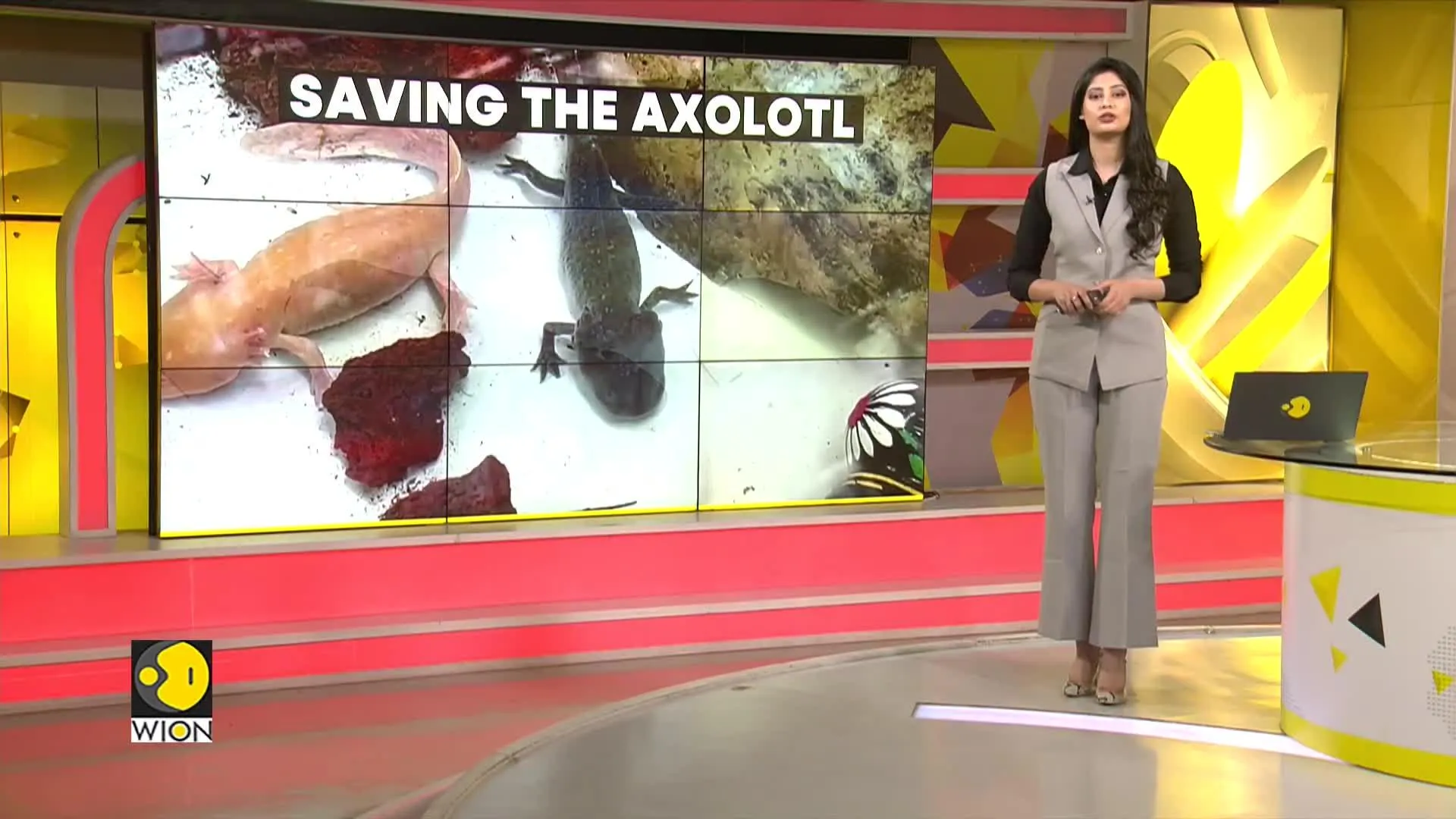 Axolotls: Immortal, yet going extinct