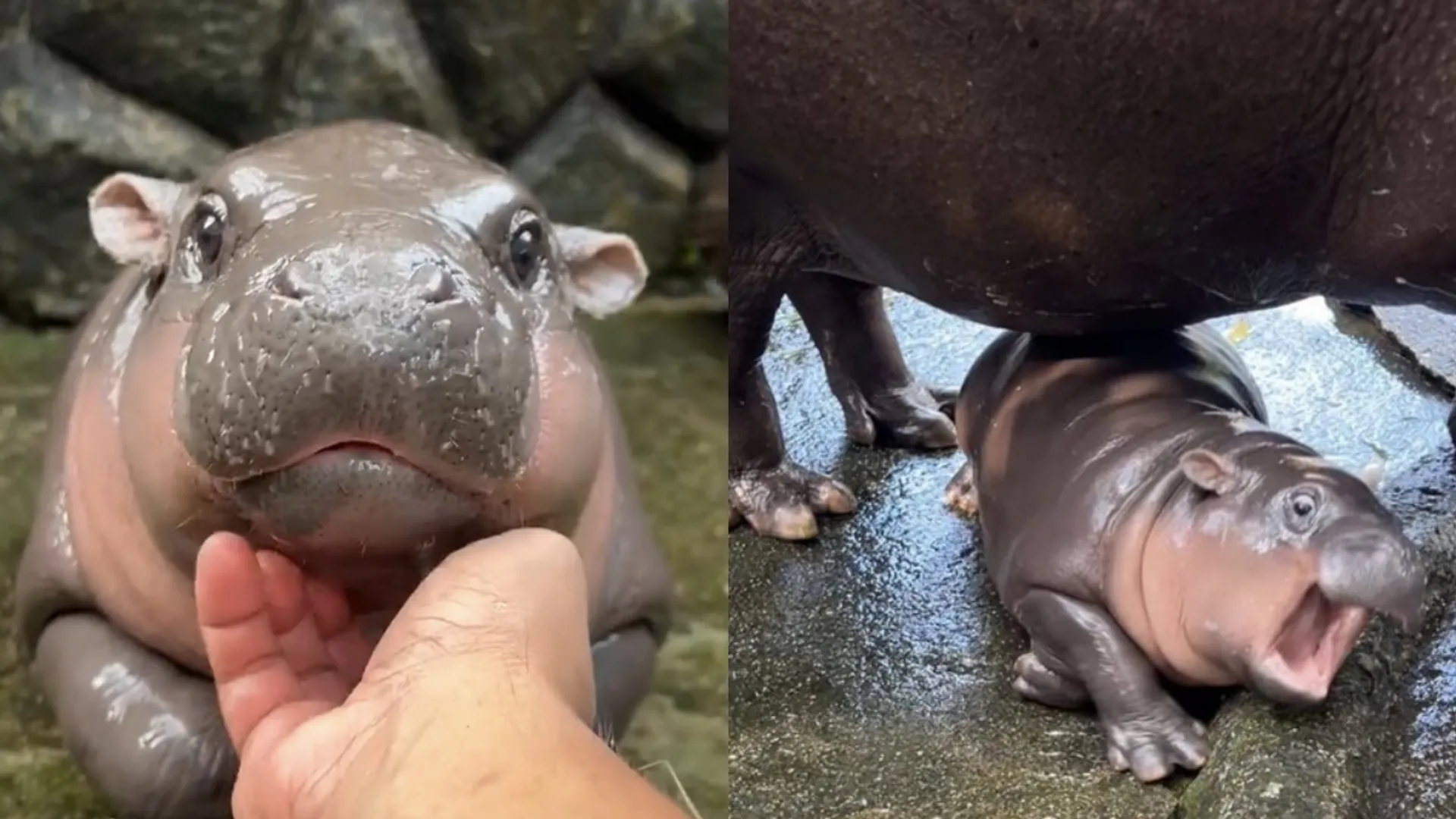 Watch: Viral baby pygmy hippo who has inspired make-up looks, merchandise and more