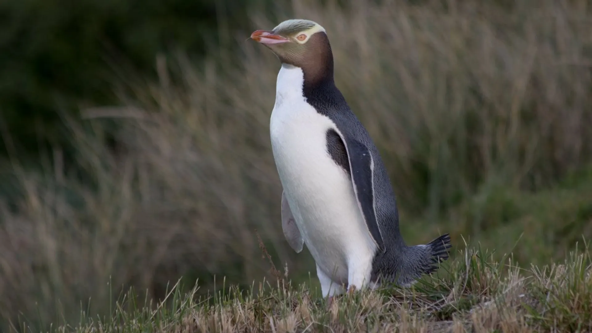 Shy, smelly 'noise shouter' penguin named New Zealand's Bird of the Year