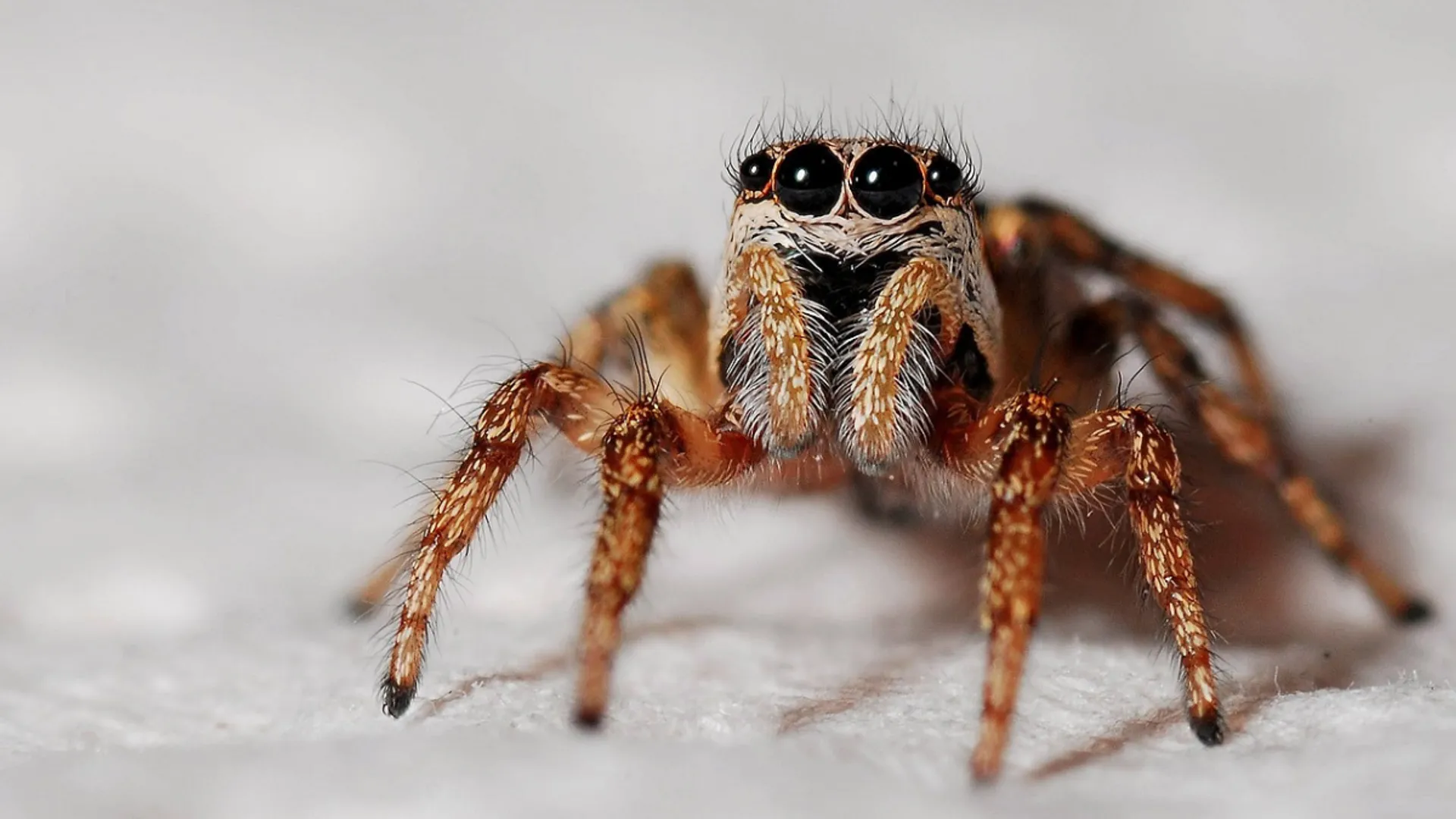 Man's flesh starts to rot off after deadly spider bite creates a giant hole in his stomach