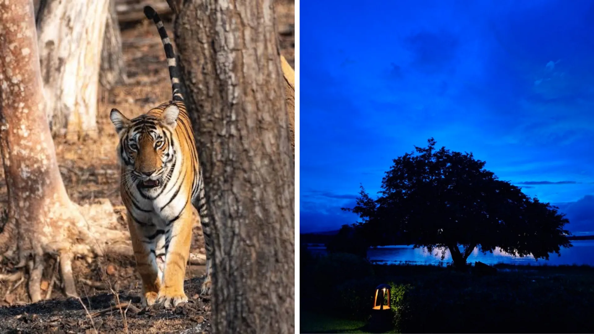 Experiencing oneness with nature in Kabini